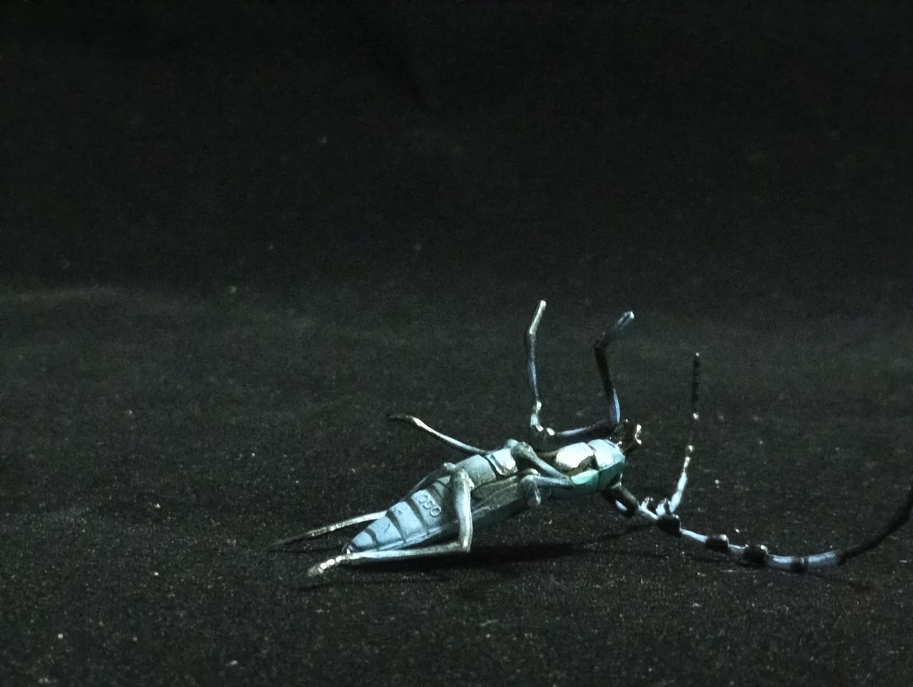 Miniature Blue spotted longhorn beetle Figurine - Furuta