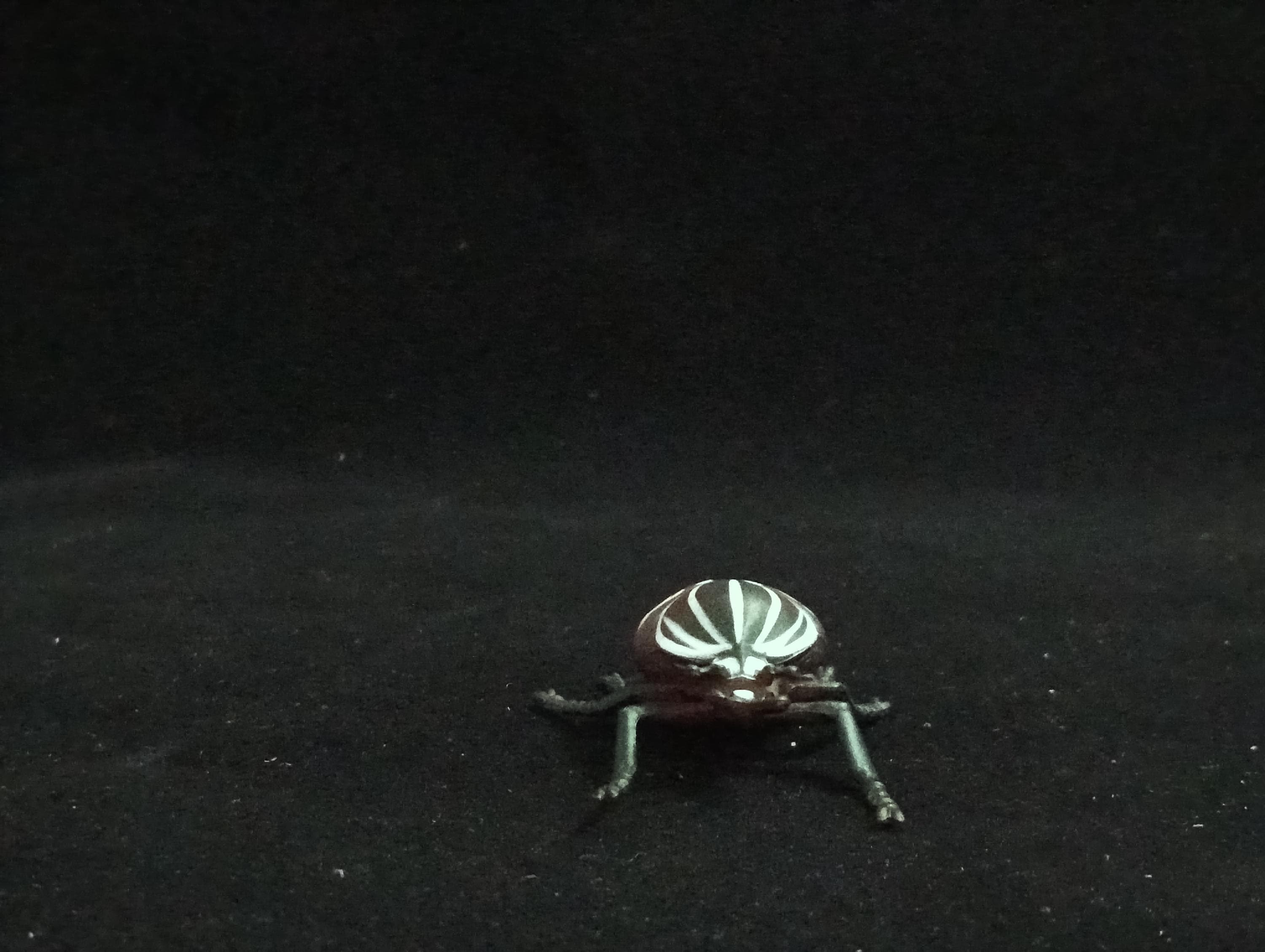 Miniature Goliath Beetle Figurine - Furuta
