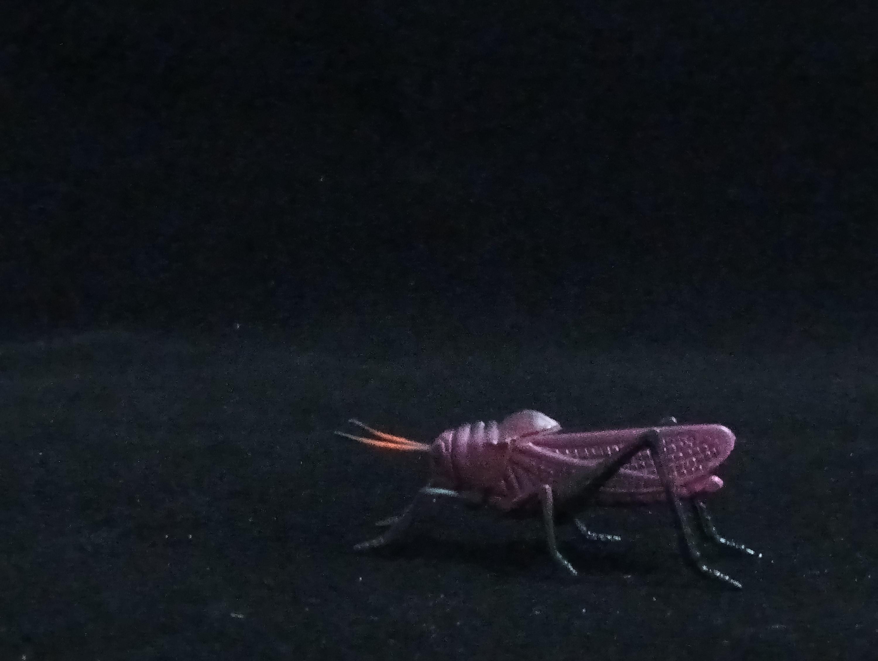 Miniature Purple Grasshopper Figurine - Furuta