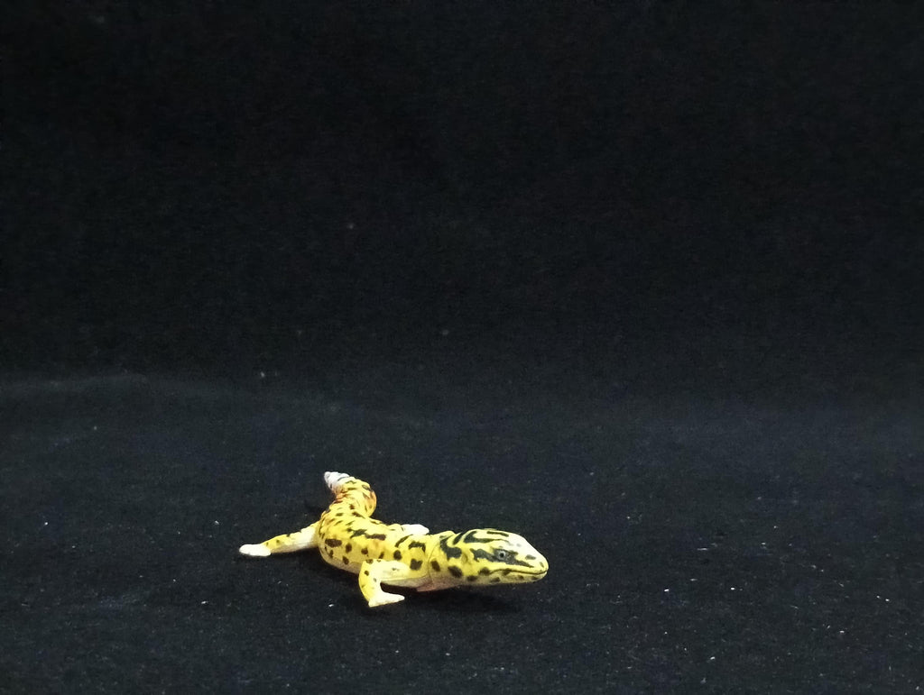 Miniature Leopard Gecko Figurine - Furuta