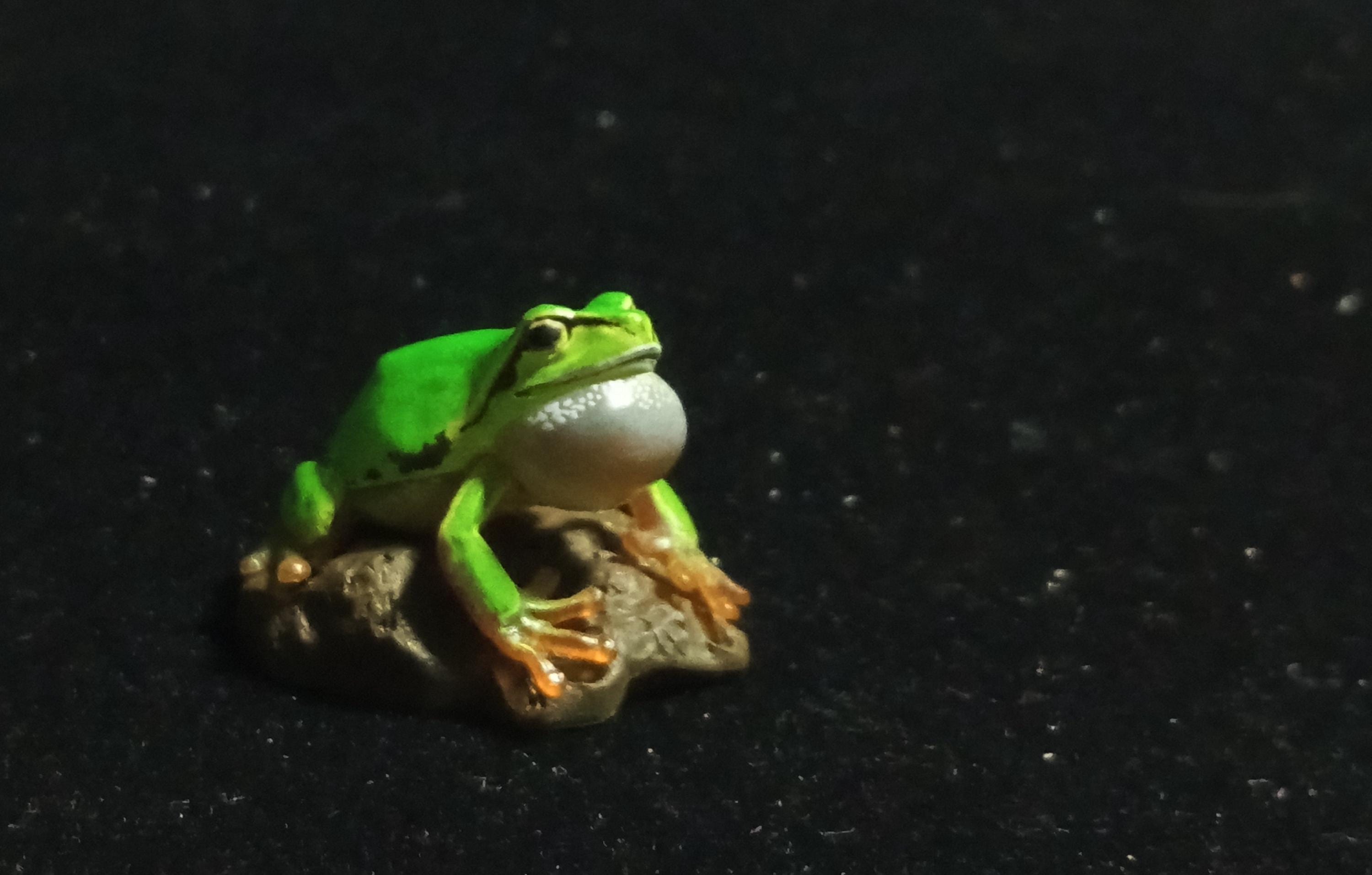 Kaiyodo Animatales Choco Q Series 11 Hallowell's Green Tree frog normal color (A)