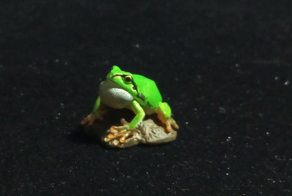 Kaiyodo Animatales Choco Q Series 11 Hallowell's Green Tree frog normal color (A)