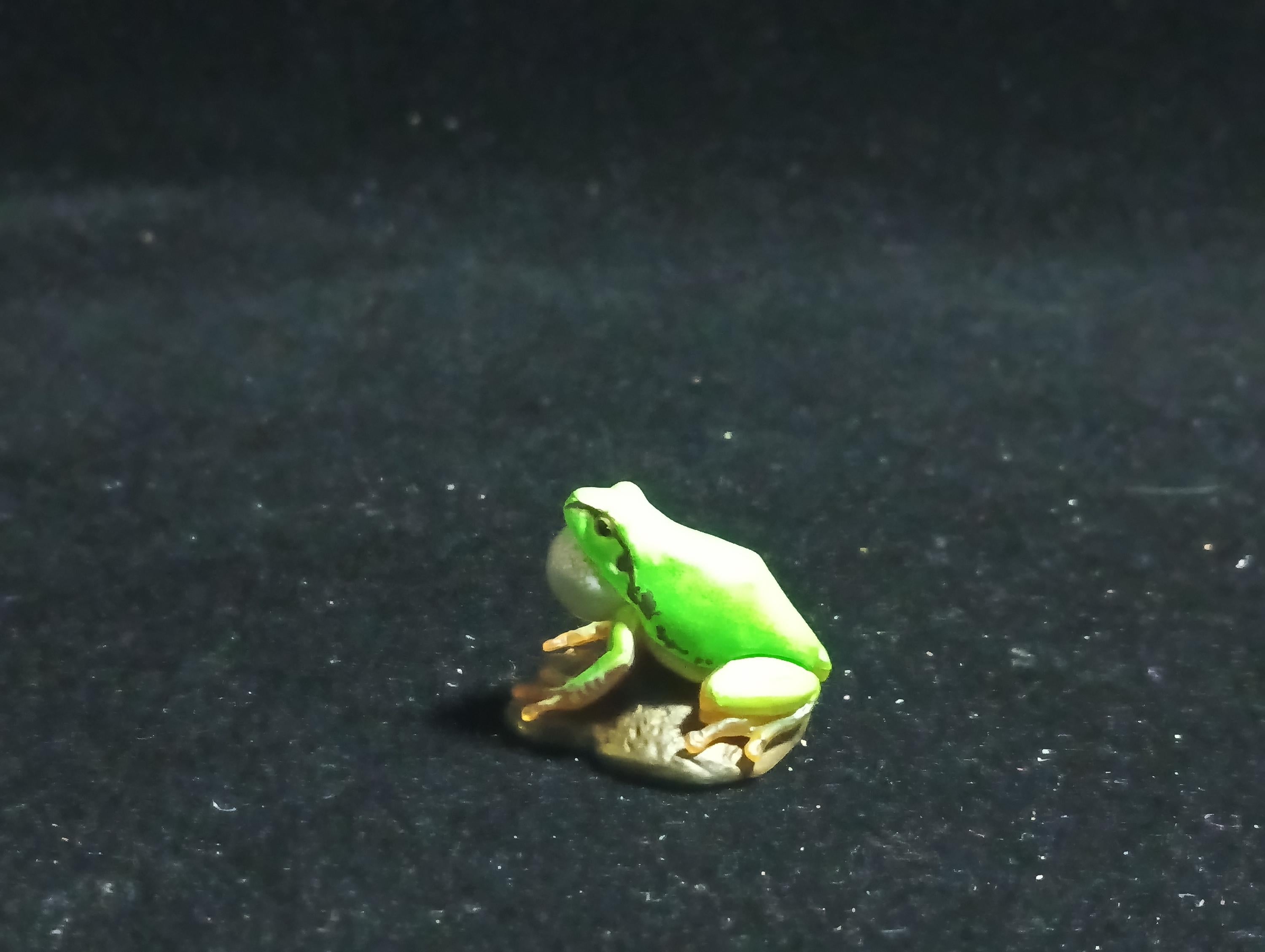 Kaiyodo Animatales Choco Q Series 11 Hallowell's Green Tree frog normal color (A)