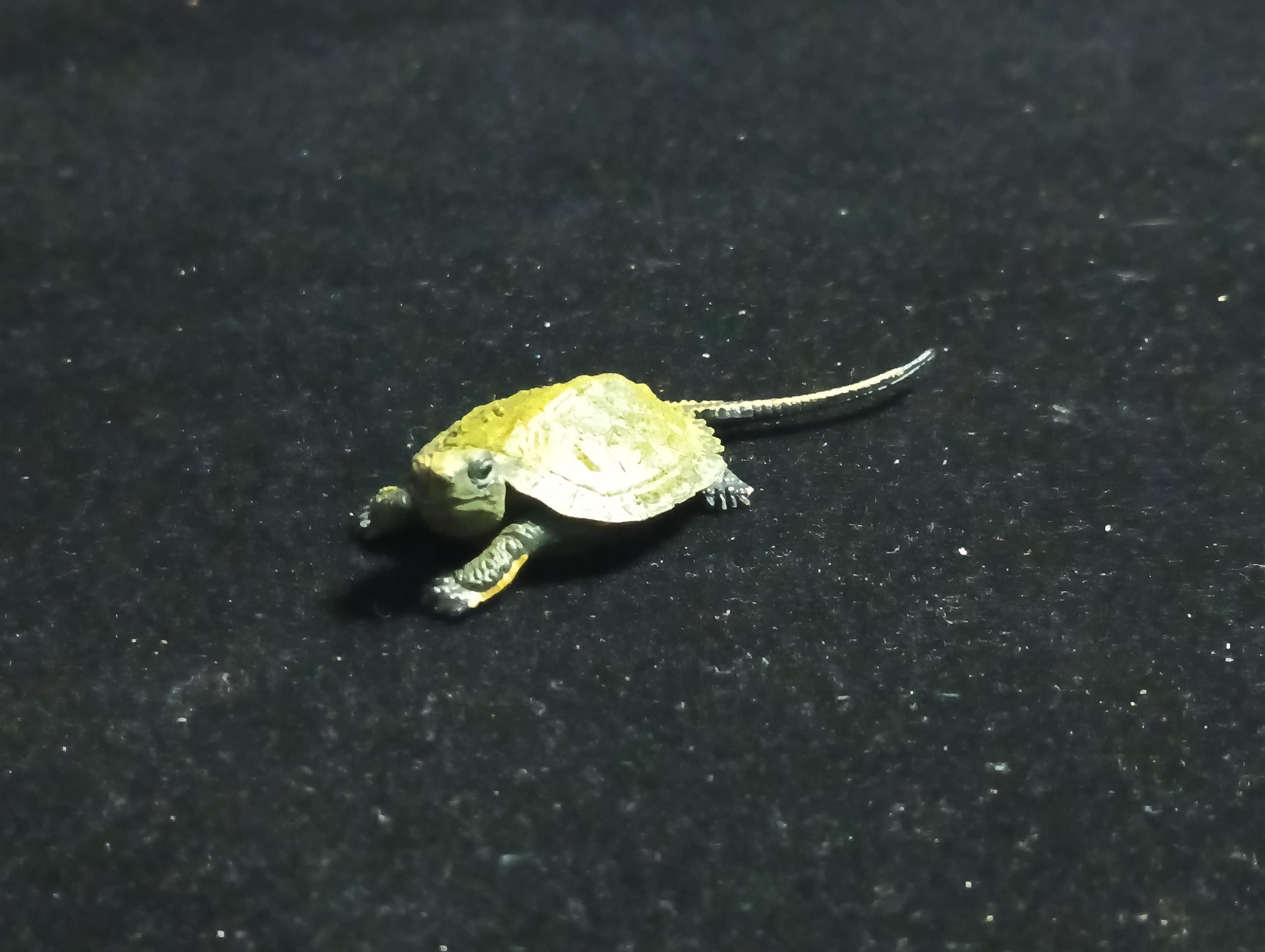 Kaiyodo Animatales Choco Q Series 11 Japanese pond turtle