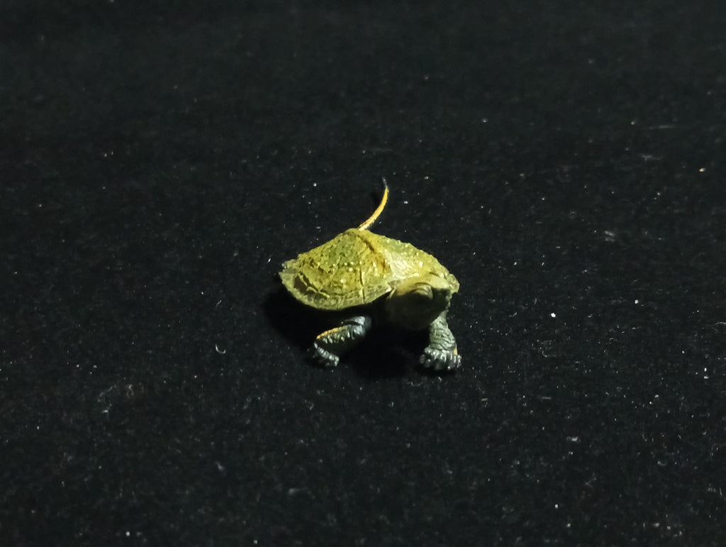 Kaiyodo Animatales Choco Q Series 11 Japanese pond turtle