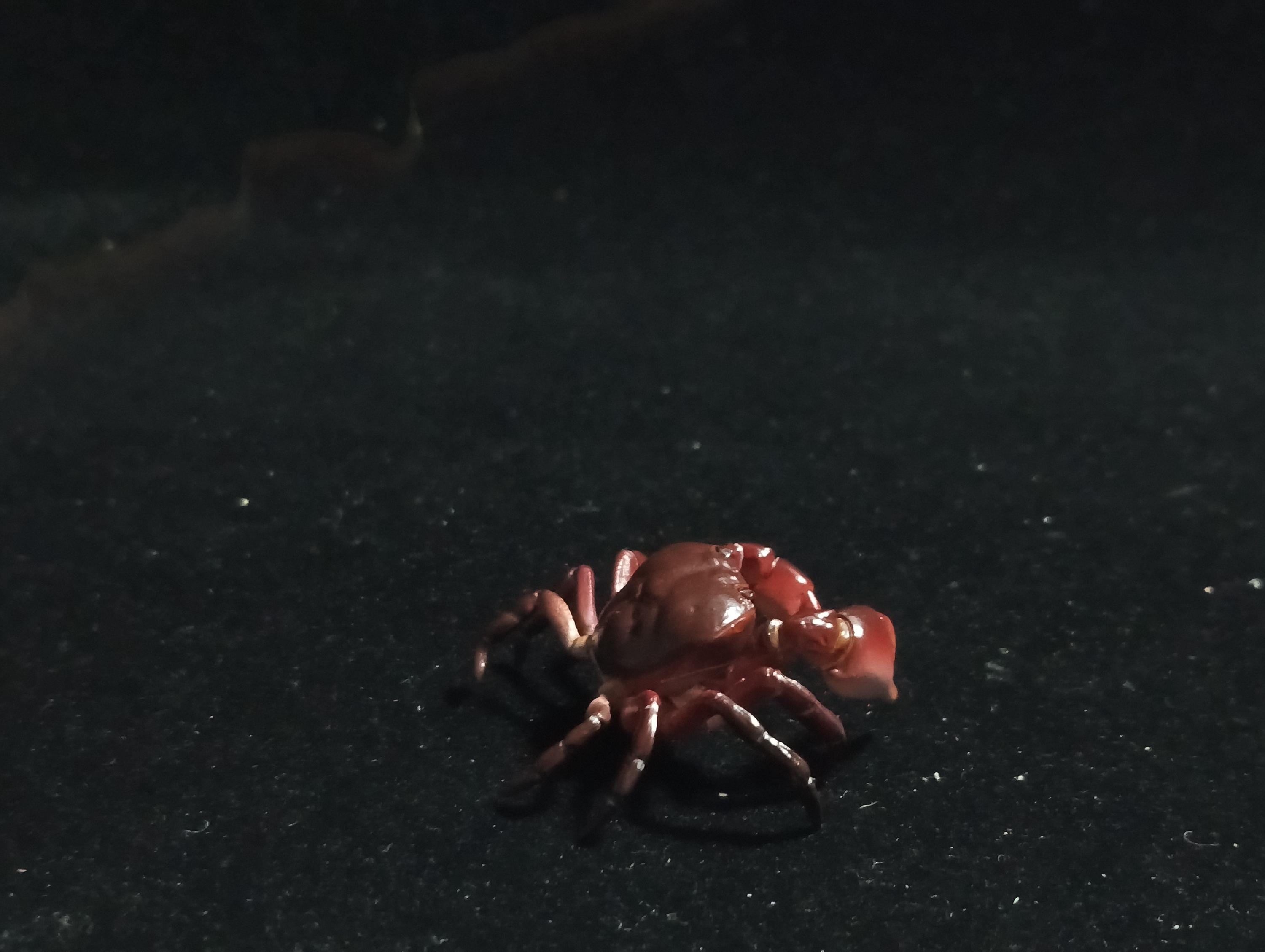 Kaiyodo Animatales Choco Q Special Edition Red Crab