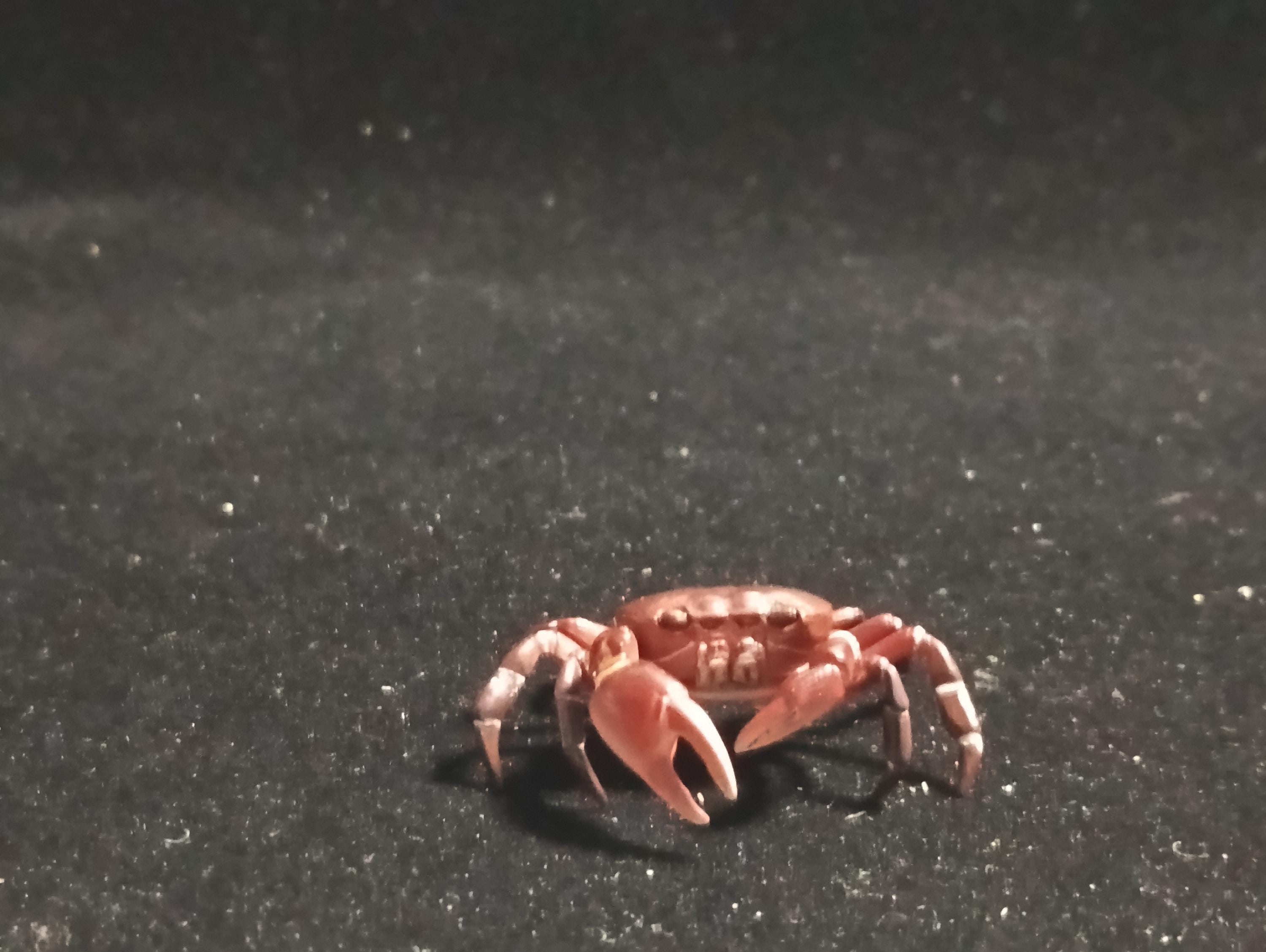 Kaiyodo Animatales Choco Q Special Edition Red Crab