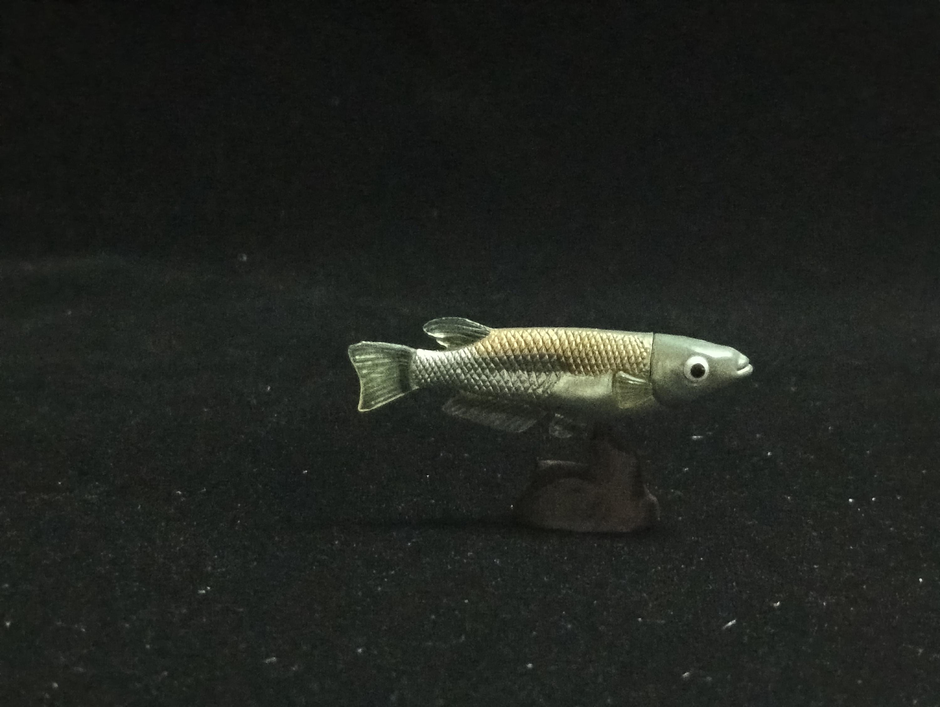 Miniature Western Honshu killifish (medaka) Figurine - Furuta