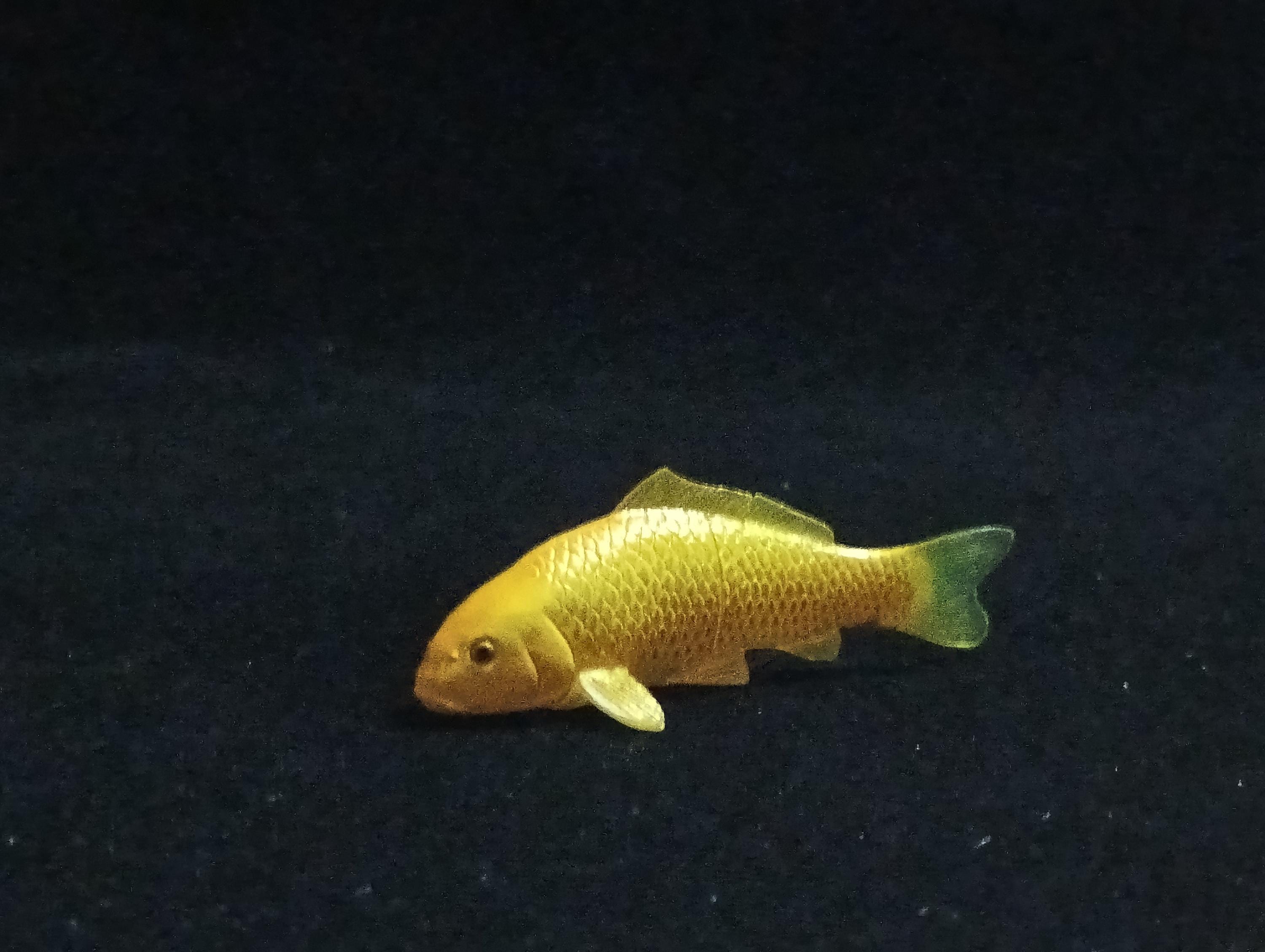 Miniature Nishikigoi (Yellow) Figurine - Furuta