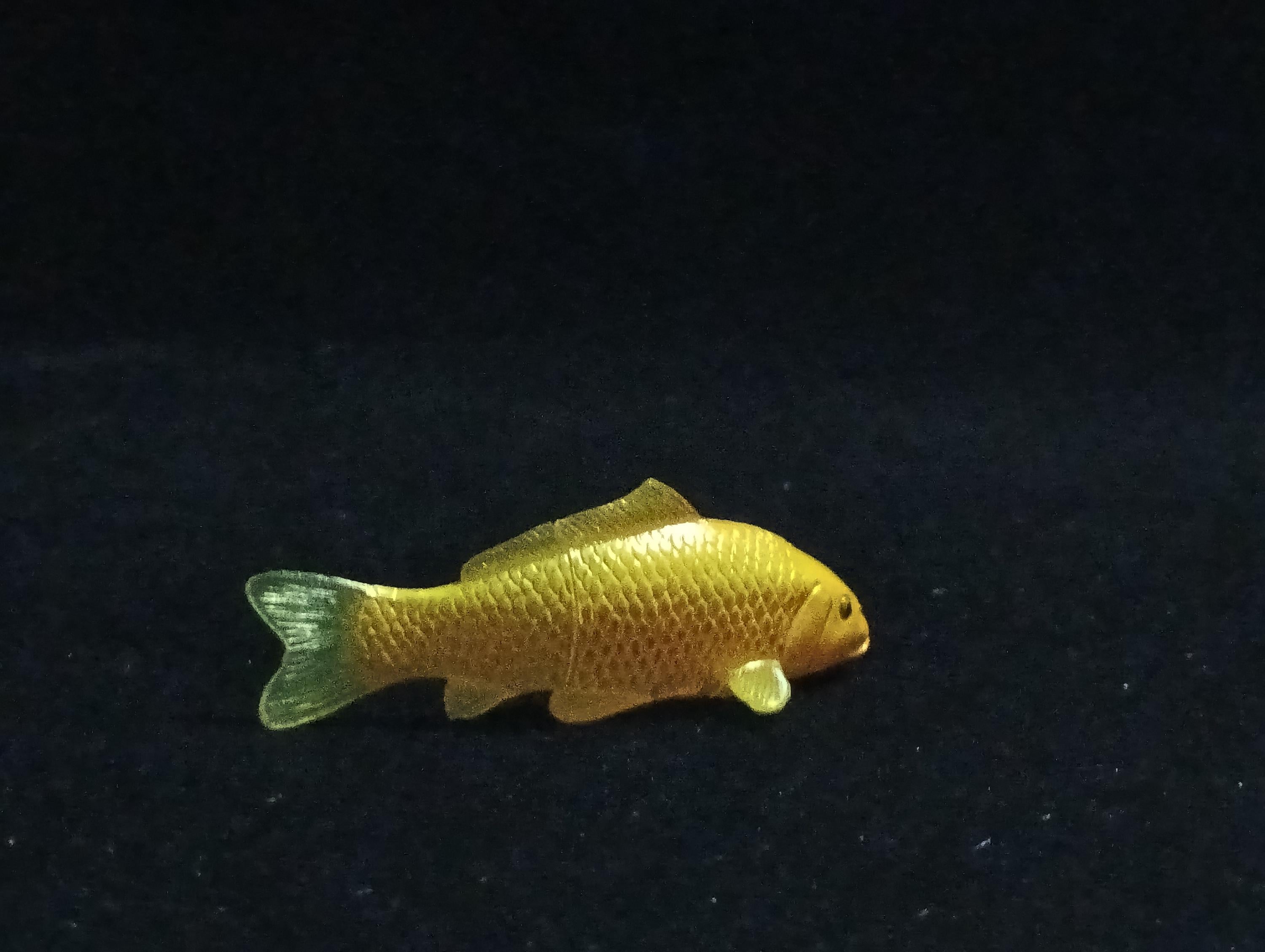 Miniature Nishikigoi (Yellow) Figurine - Furuta