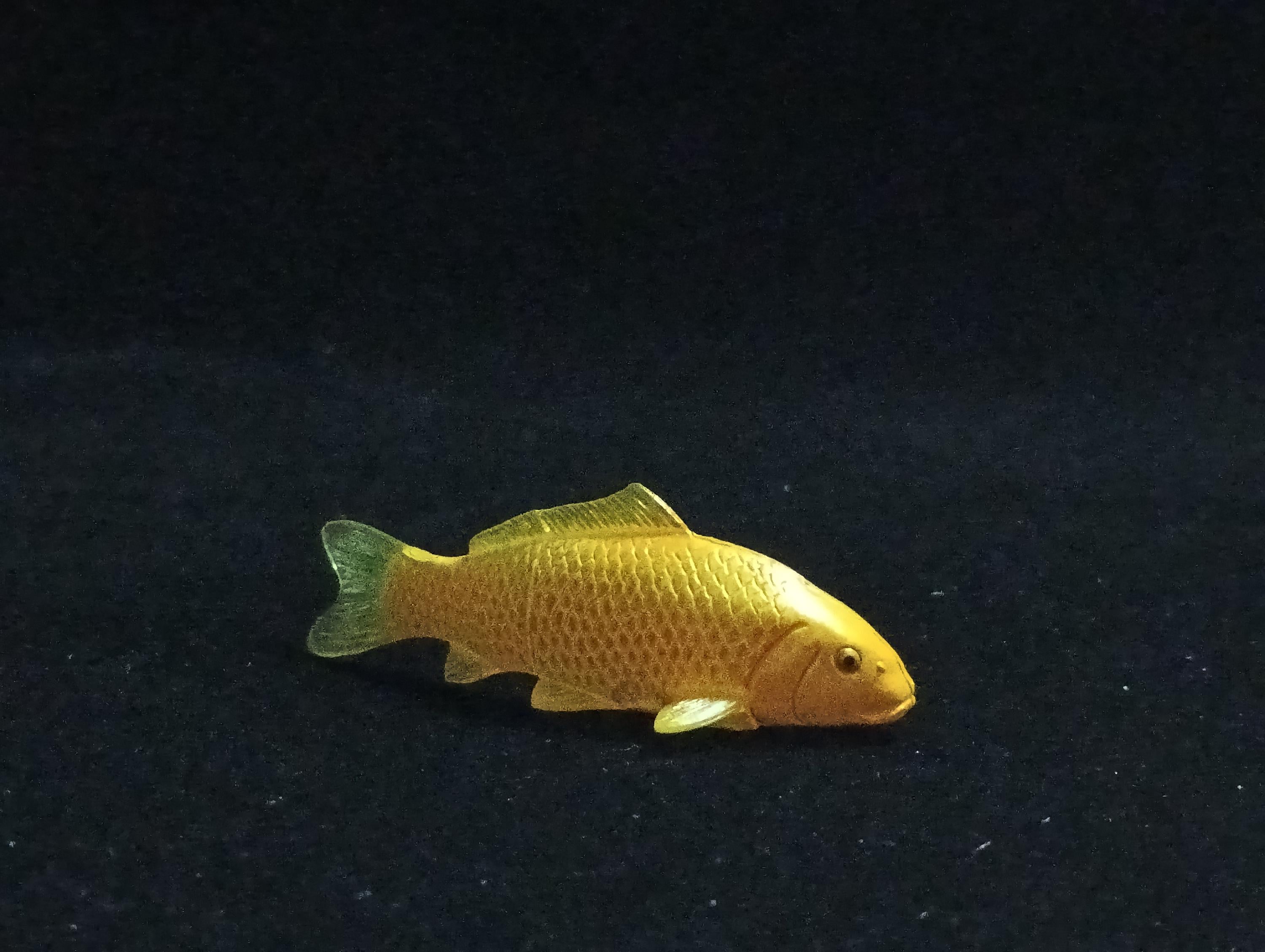 Miniature Nishikigoi (Yellow) Figurine - Furuta