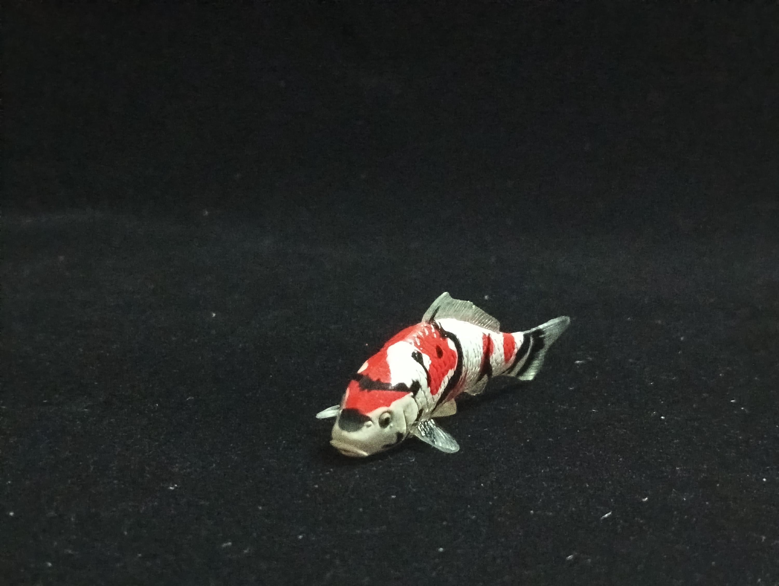 Miniature Nishikigoi (3-color) Figurine - Furuta