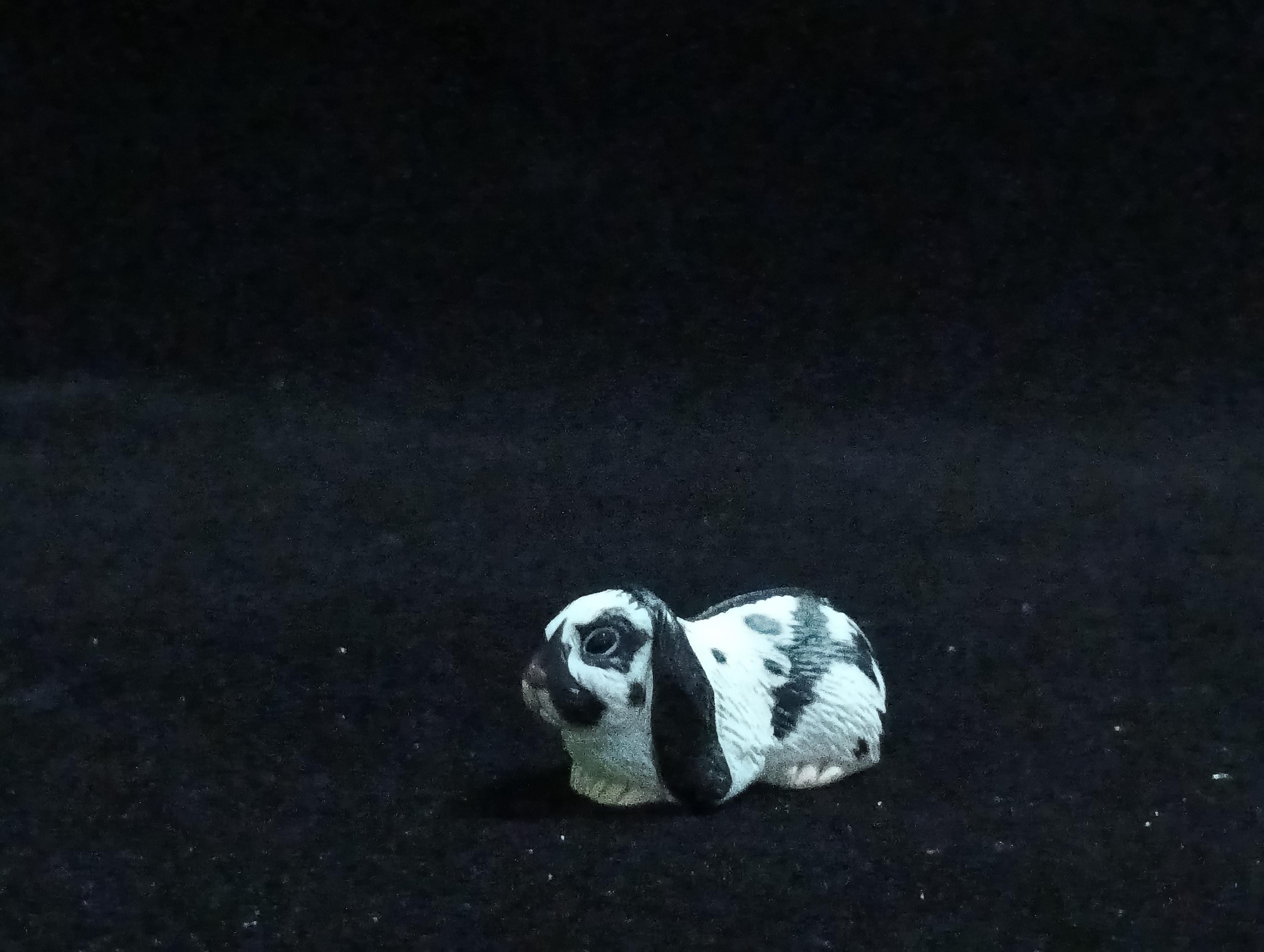 Miniature Lop Ear(Black-White) Figurine - Furuta