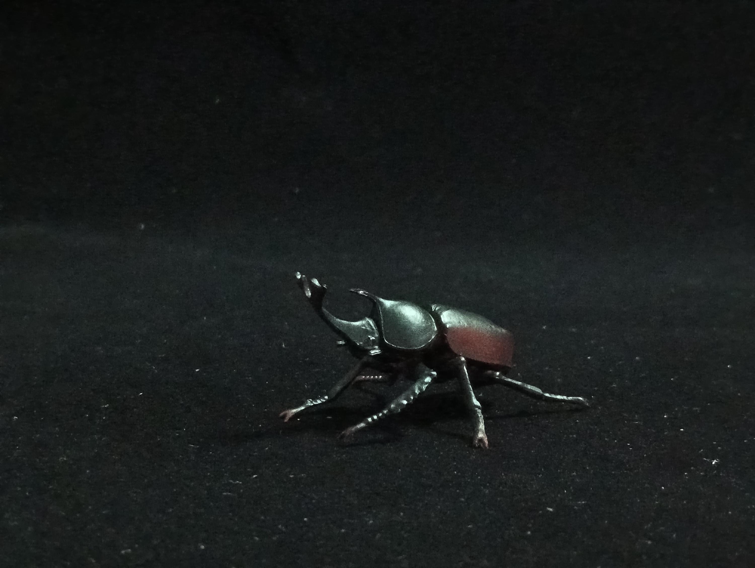 Miniature Rhinoceros Beetle Figurine - Furuta