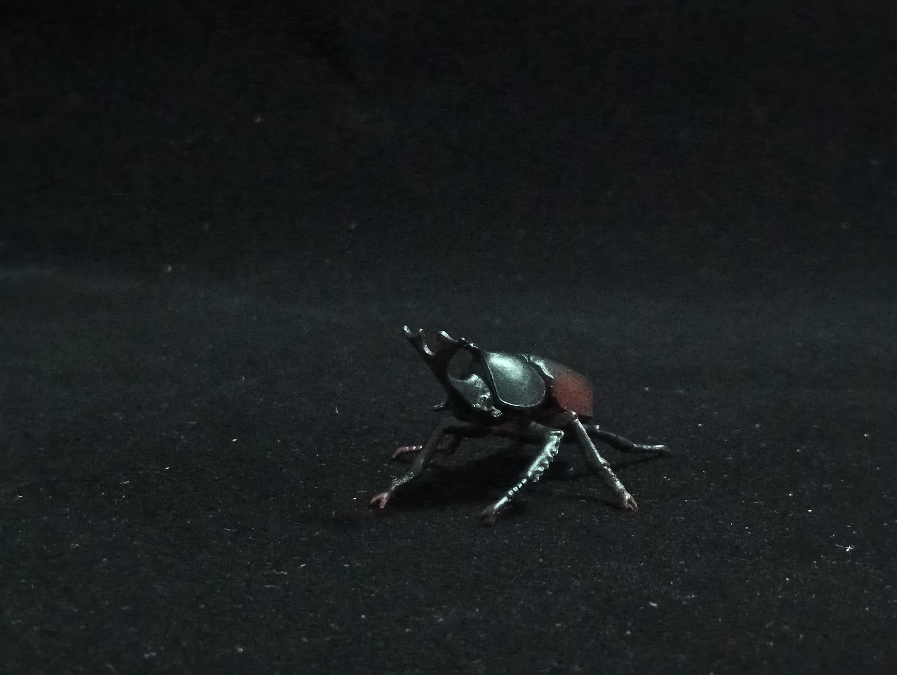 Miniature Rhinoceros Beetle Figurine - Furuta