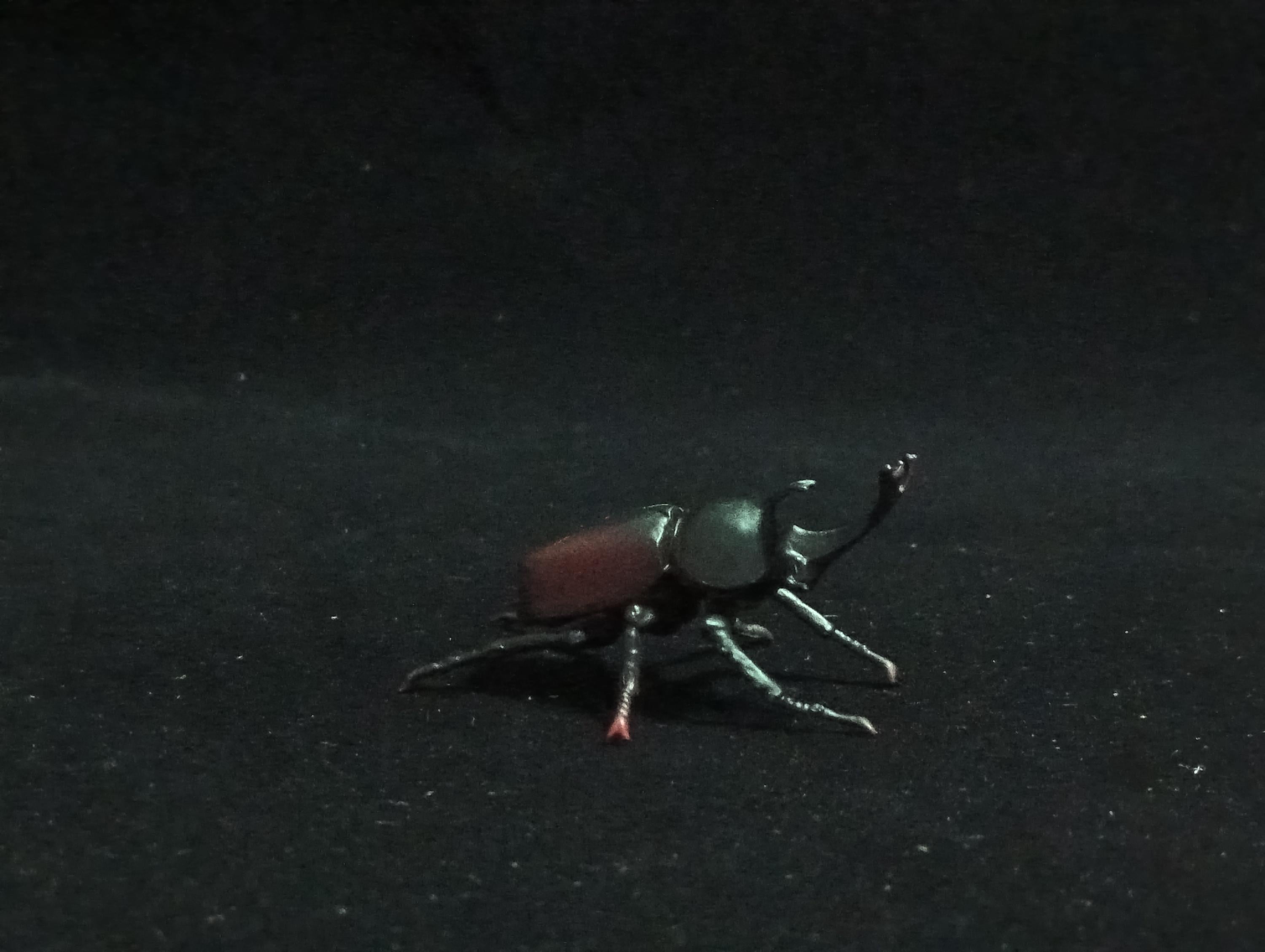 Miniature Rhinoceros Beetle Figurine - Furuta