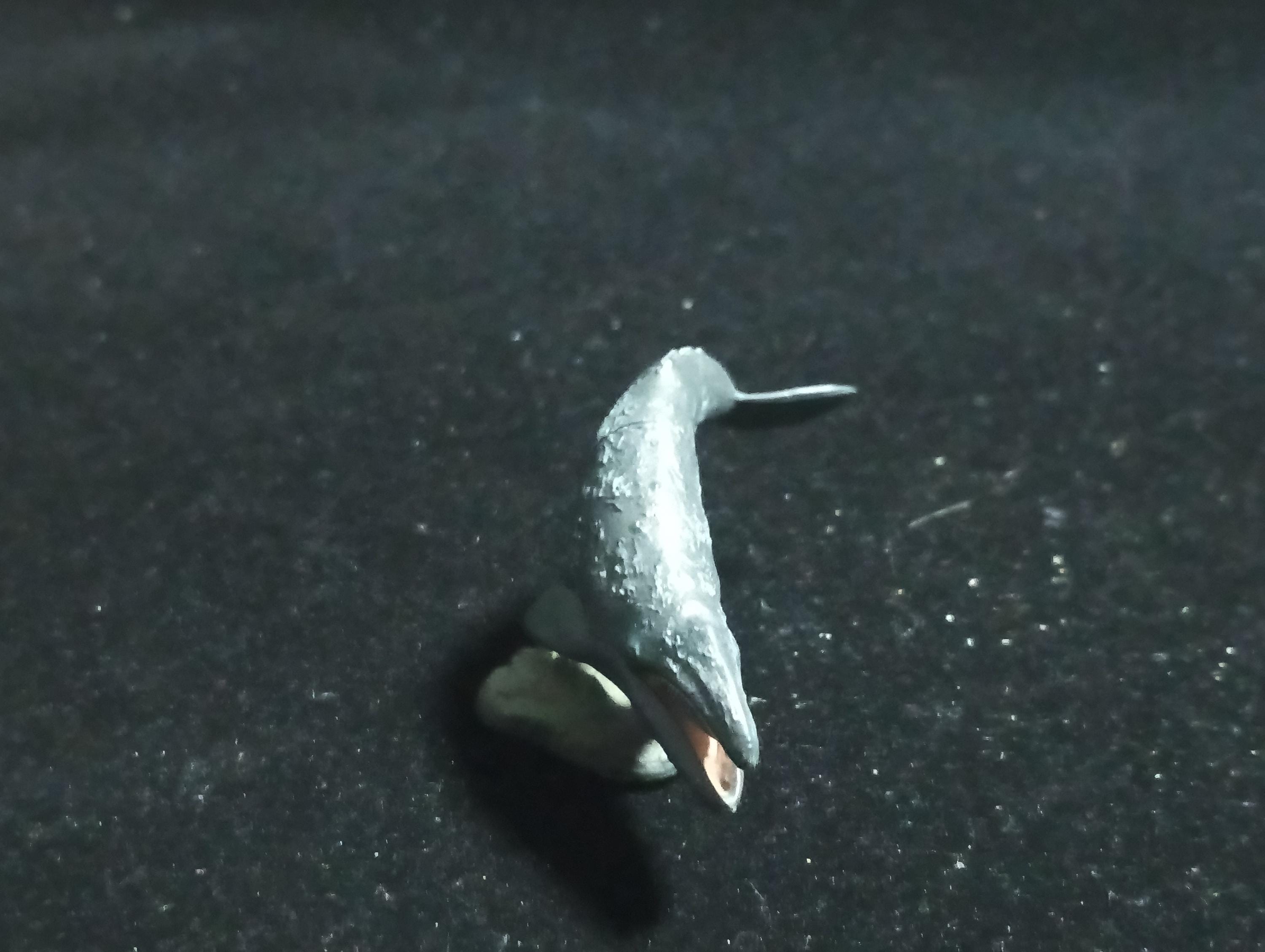 Kaiyodo Animatales Choco Q Series 11 Western Gray Whale