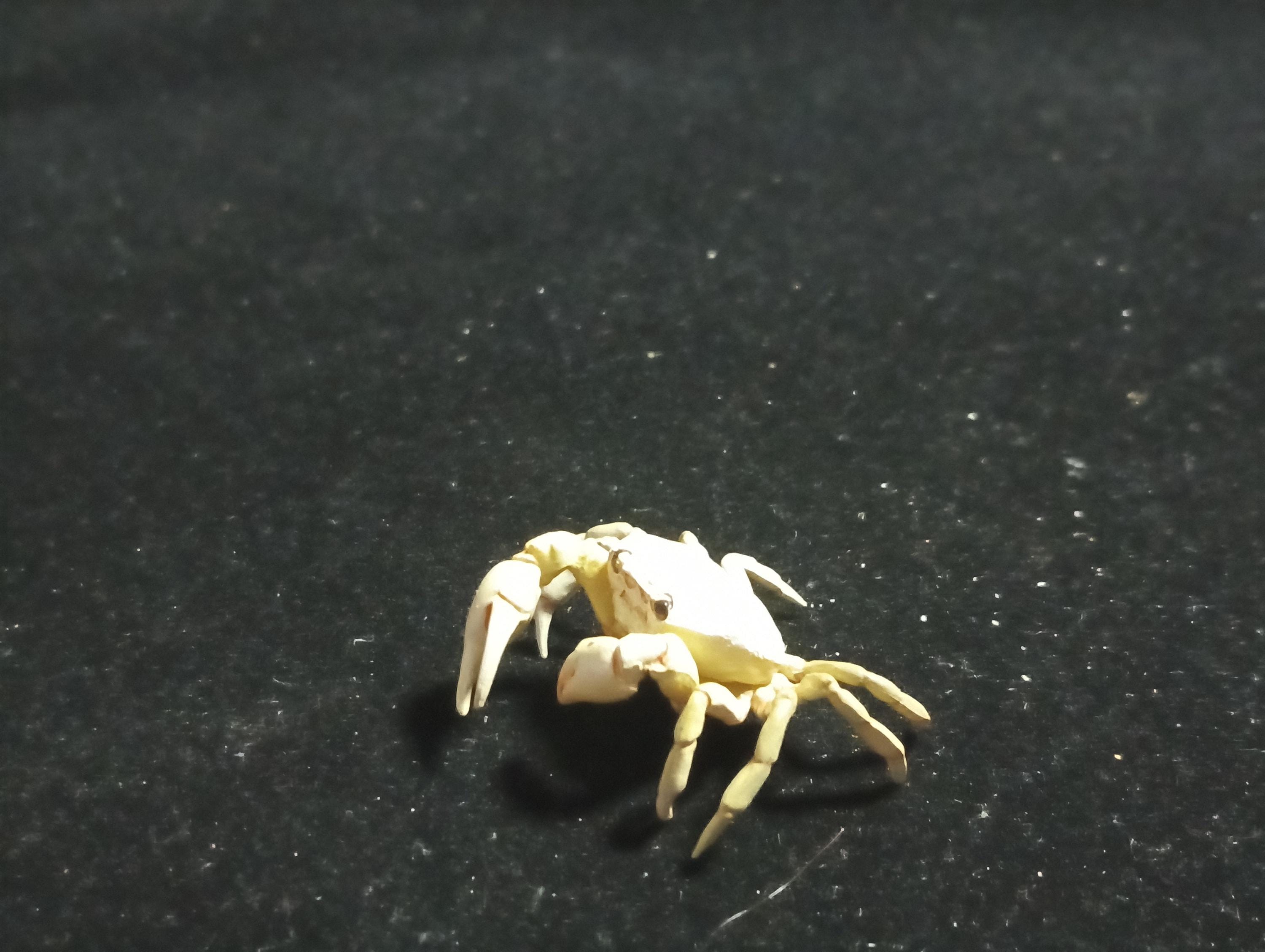 Kaiyodo Animatales Choco Q Series 11 SP Freshwater crab (White)