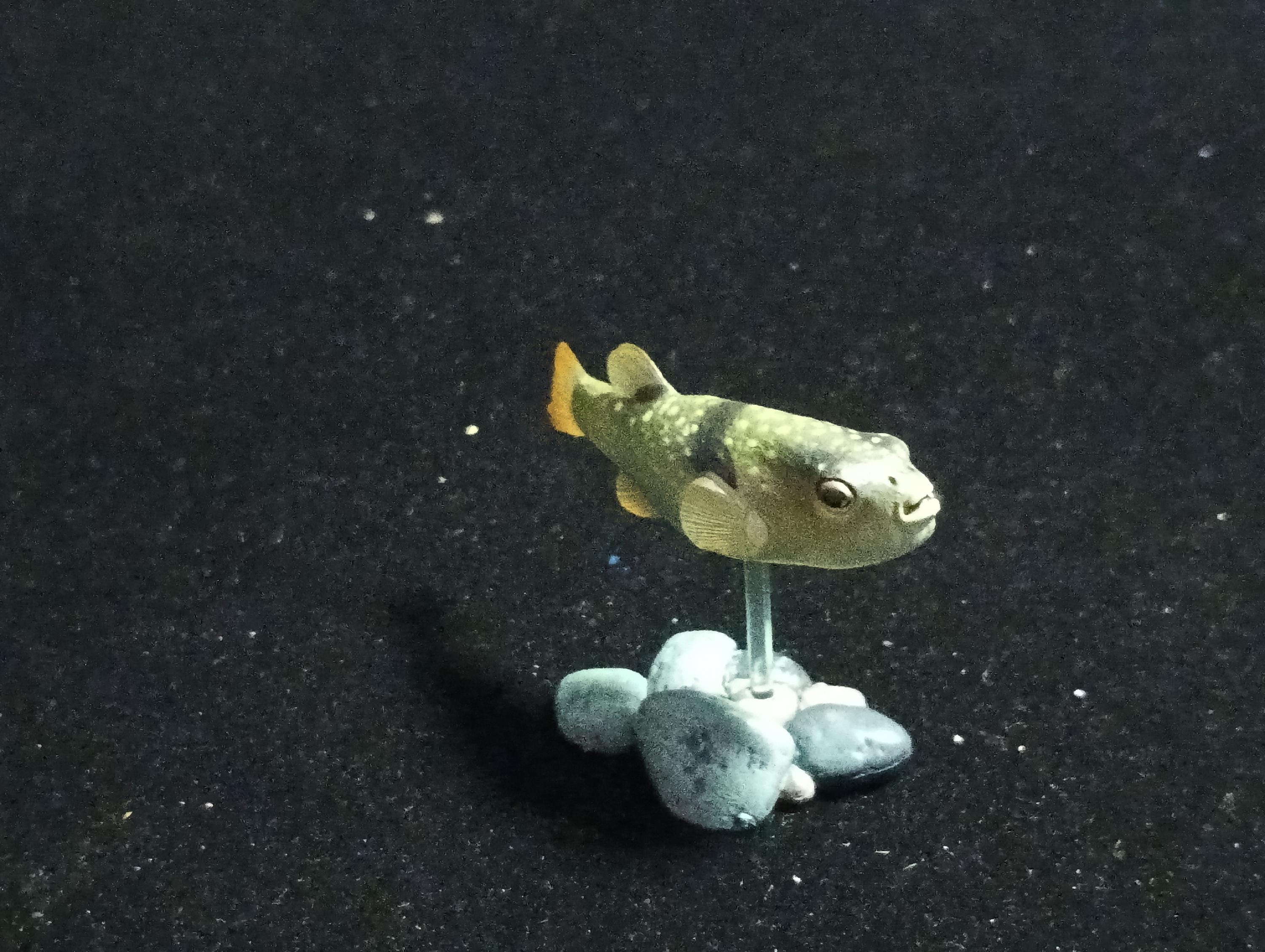 Freshwater Fish Encyclopedia 2: Kusafugu Figure, River Fish, Yujin