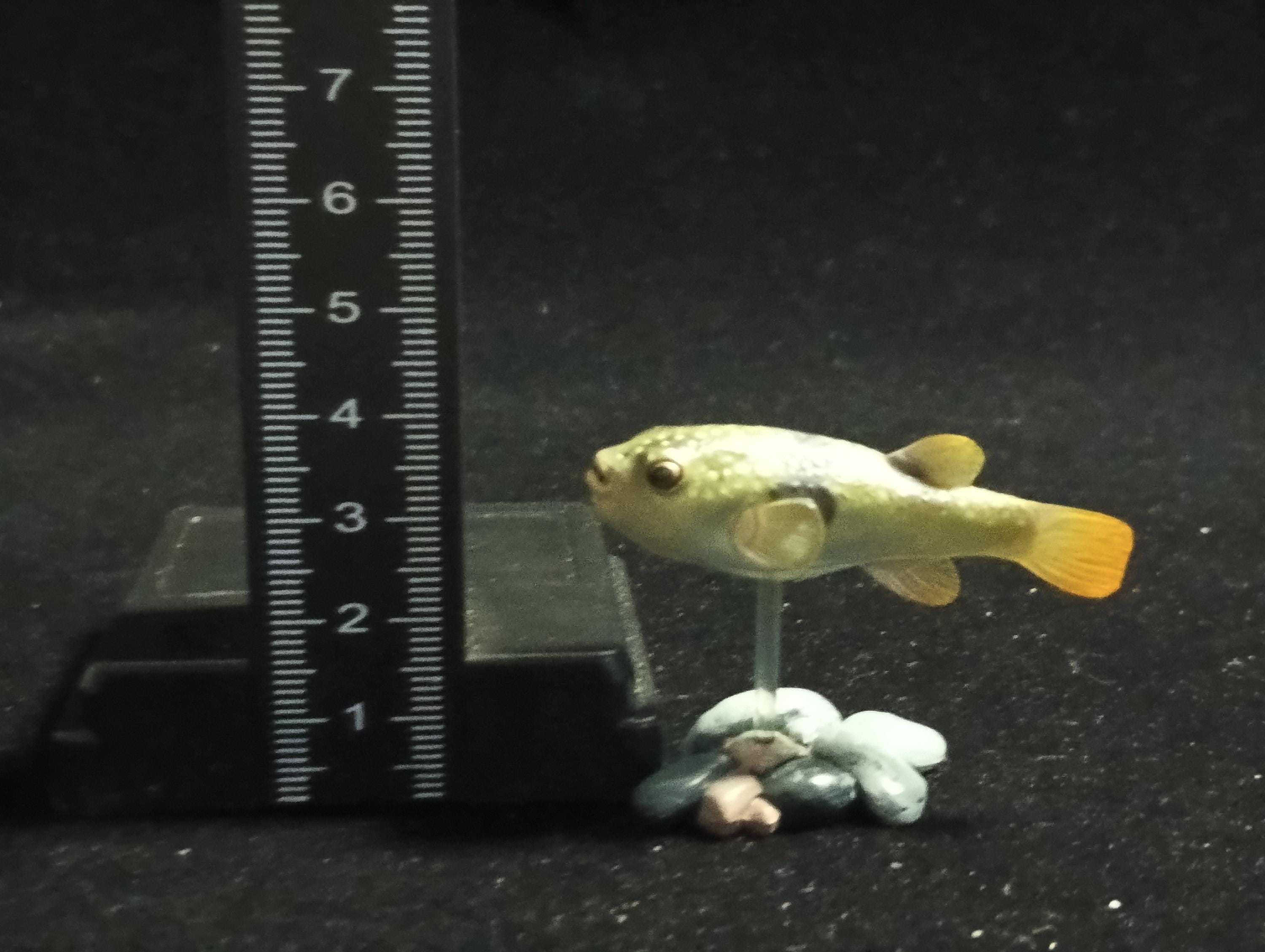 Freshwater Fish Encyclopedia 2: Kusafugu Figure, River Fish, Yujin