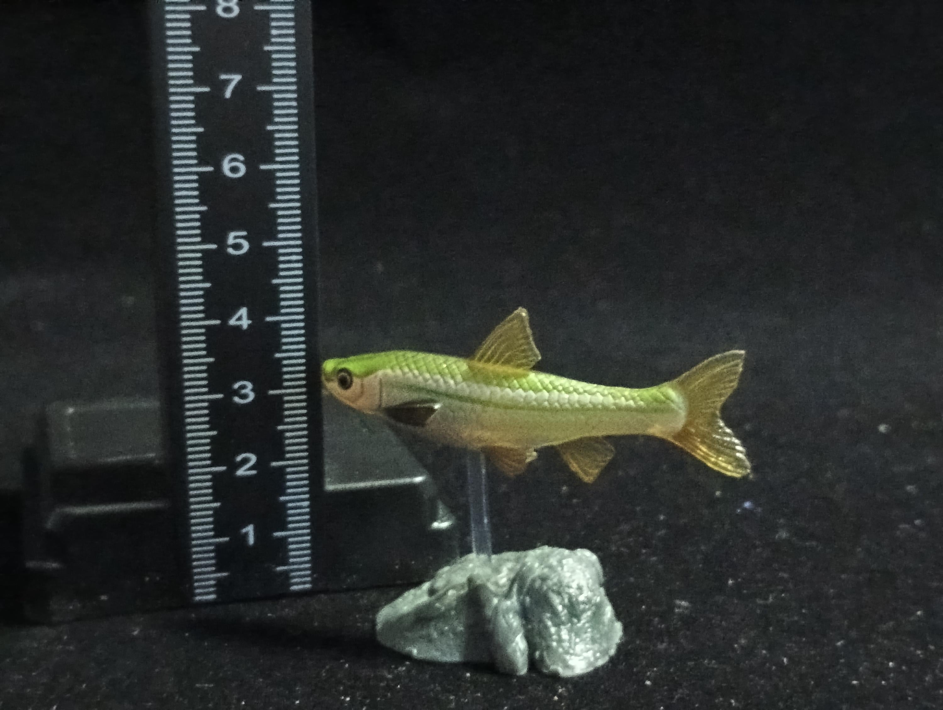 Freshwater Fish Encyclopedia 2: Gnathopogon caerulescens, River Fish, Yujin