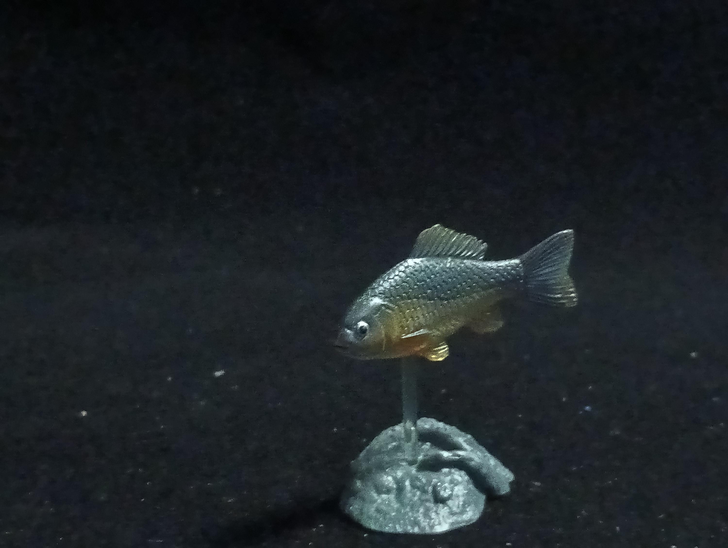 Freshwater Fish Encyclopedia 2: Carassius auratus langsdofi, River Fish, Yujin
