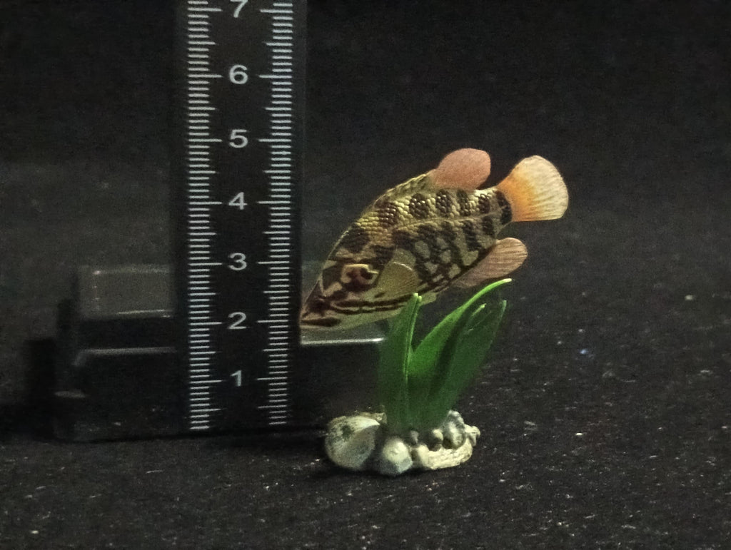 Freshwater Fish Encyclopedia 2: Careoperca kawamebari, River Fish, Yujin