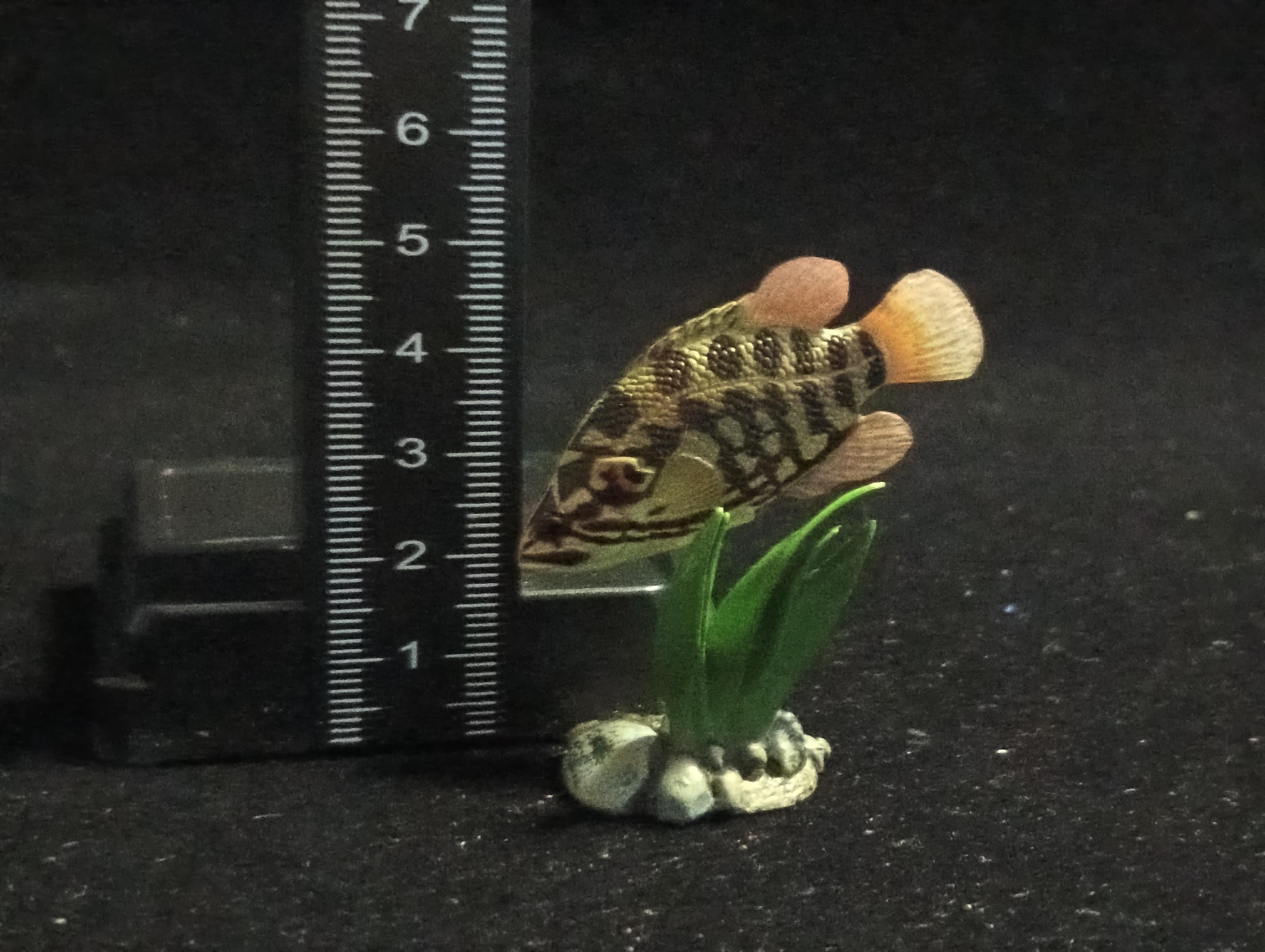 Freshwater Fish Encyclopedia 2: Careoperca kawamebari, River Fish, Yujin