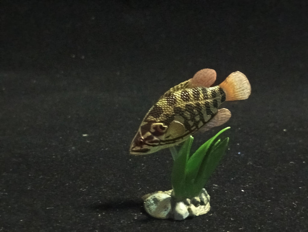Freshwater Fish Encyclopedia 2: Careoperca kawamebari, River Fish, Yujin