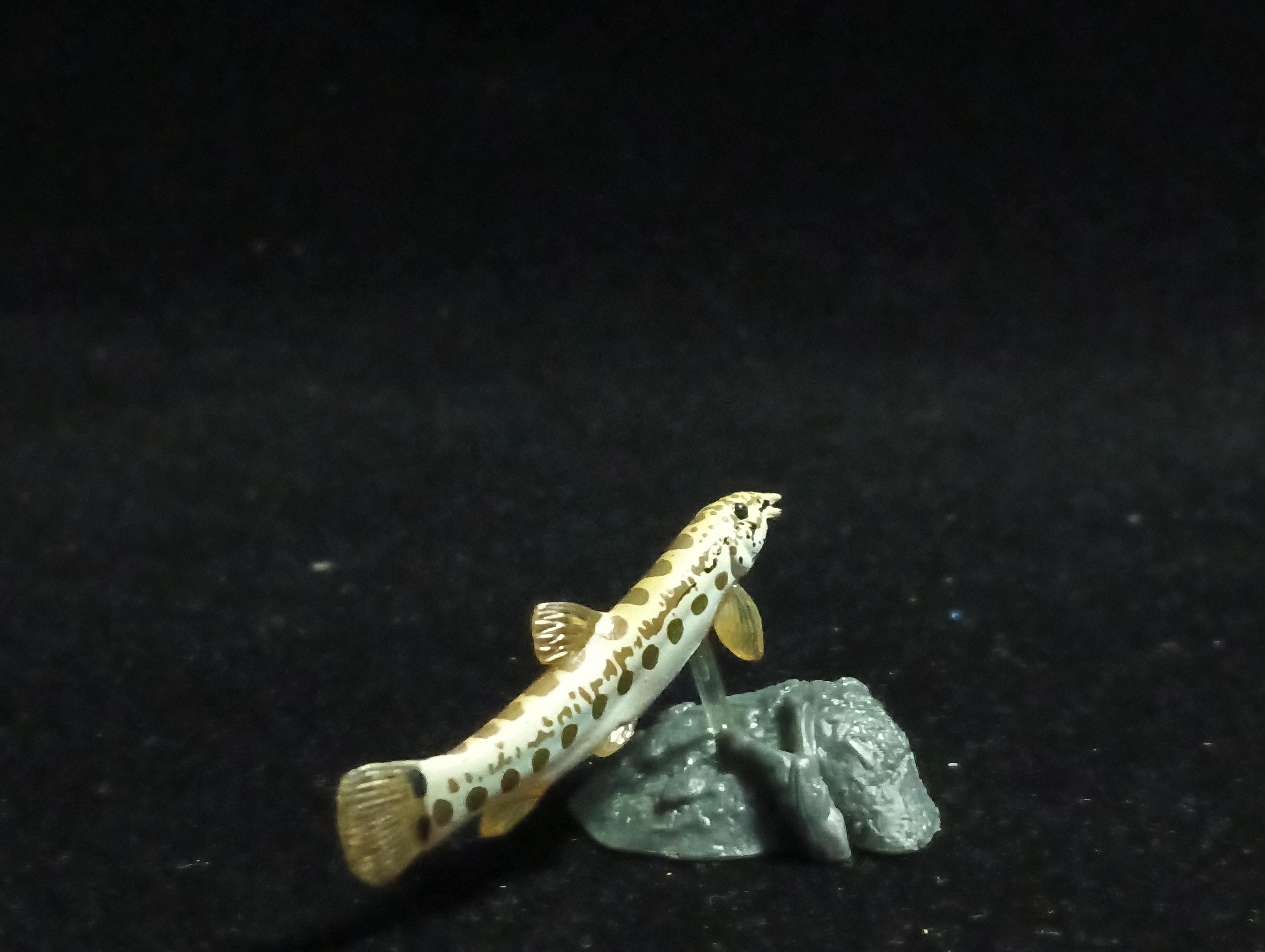 Freshwater Fish Encyclopedia 2: Cobitis biwat, River Fish, Yujin