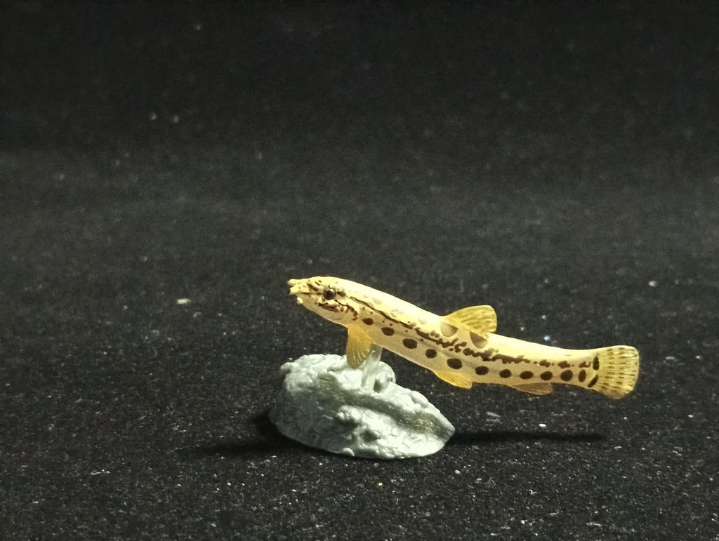 Freshwater Fish Encyclopedia 2: Cobitis biwat, River Fish, Yujin