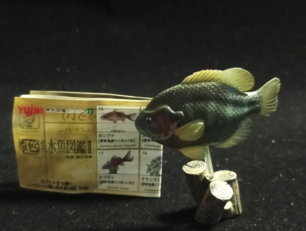 Freshwater Fish Encyclopedia 2: Bluegill, River Fish, Yujin