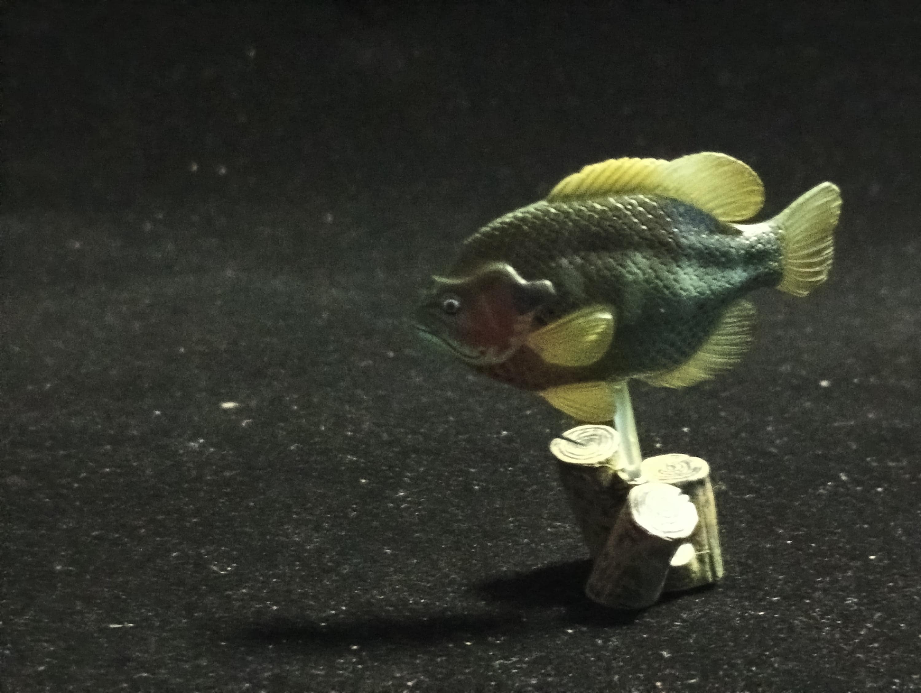 Freshwater Fish Encyclopedia 2: Bluegill, River Fish, Yujin