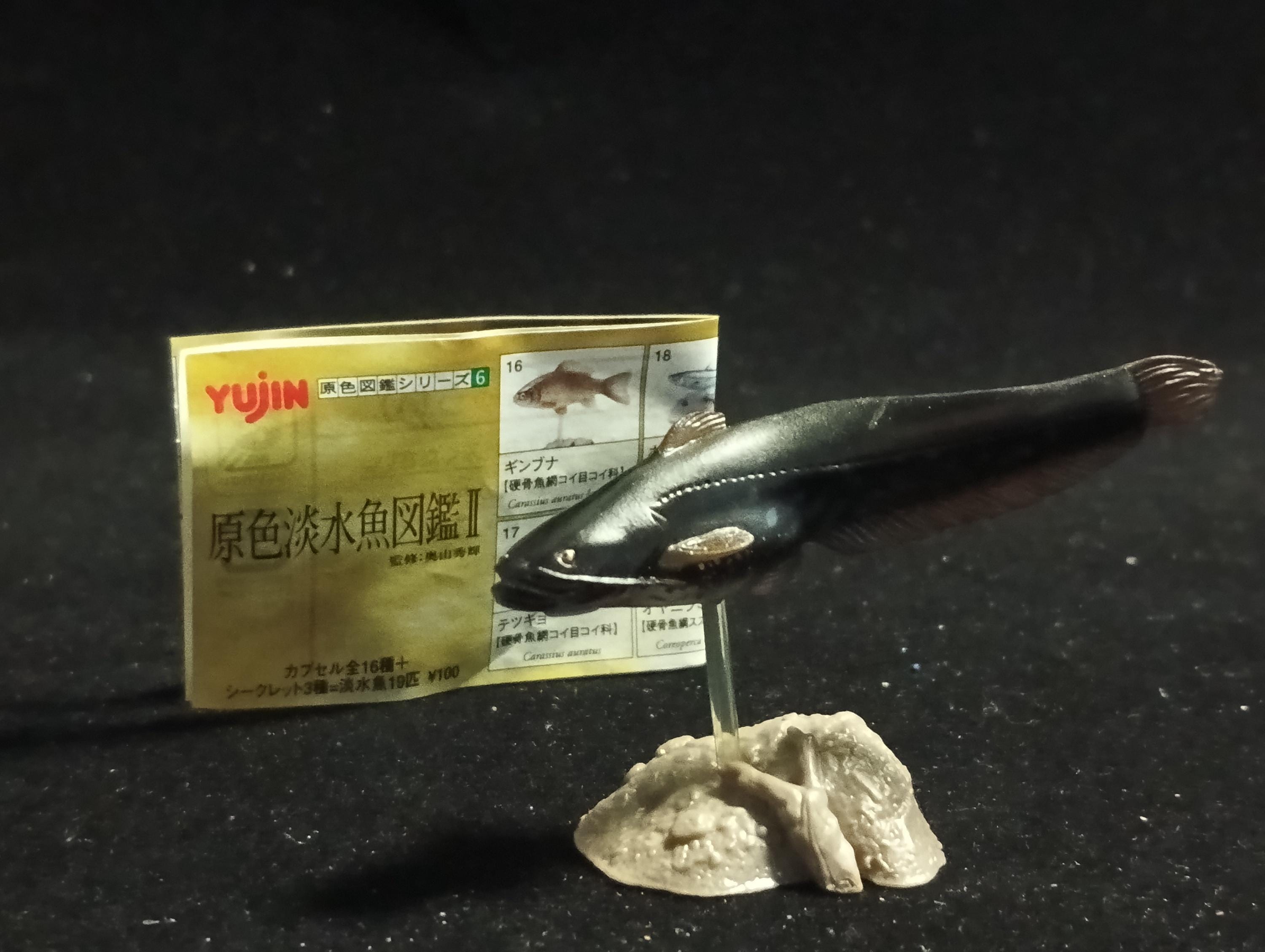 Freshwater Fish Encyclopedia 2: Silurus asotus, River Fish, Yujin