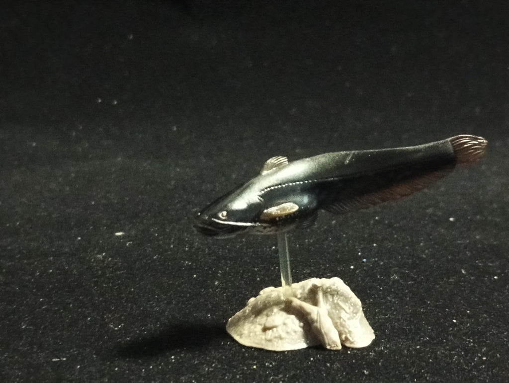 Freshwater Fish Encyclopedia 2: Silurus asotus, River Fish, Yujin