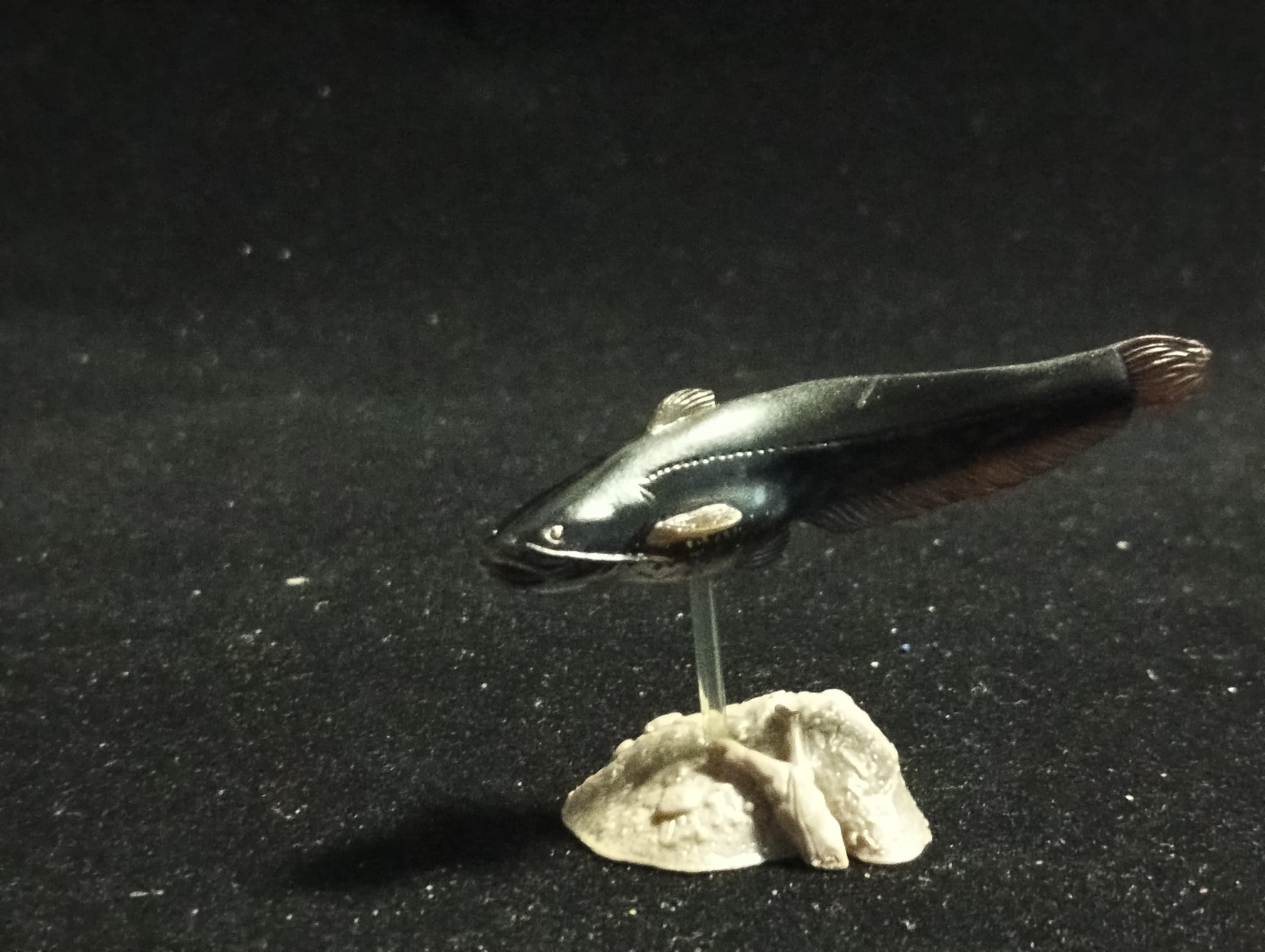 Freshwater Fish Encyclopedia 2: Silurus asotus, River Fish, Yujin