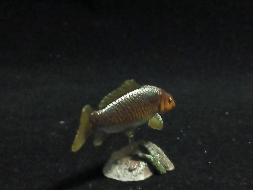 Freshwater Fish Encyclopedia 2: Cyprinus carpio, River Fish, Yujin