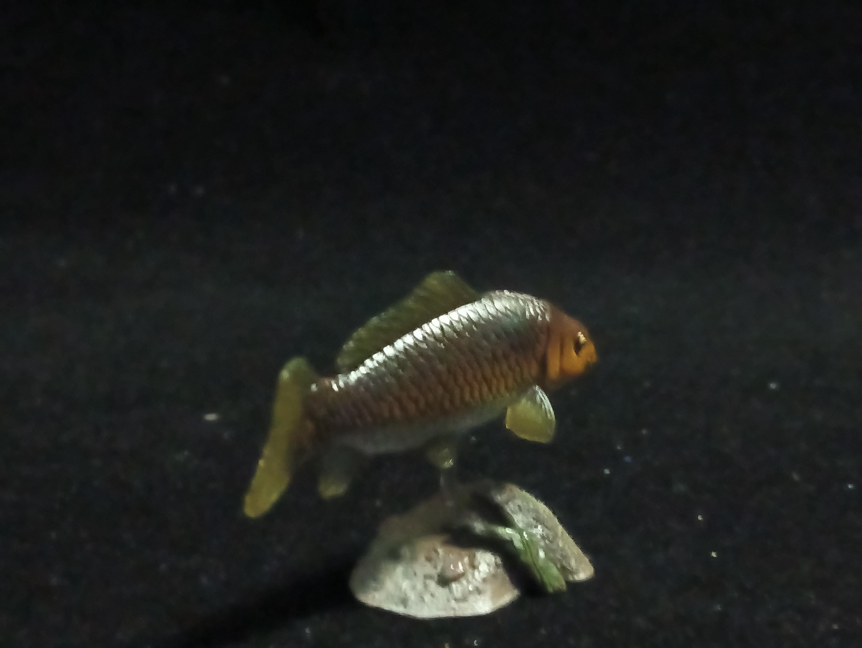 Freshwater Fish Encyclopedia 2: Cyprinus carpio, River Fish, Yujin