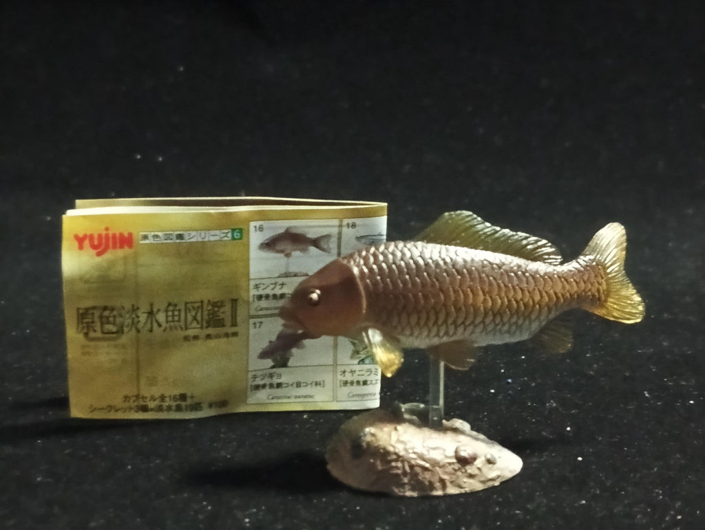 Freshwater Fish Encyclopedia 2: Cyprinus carpio, River Fish, Yujin