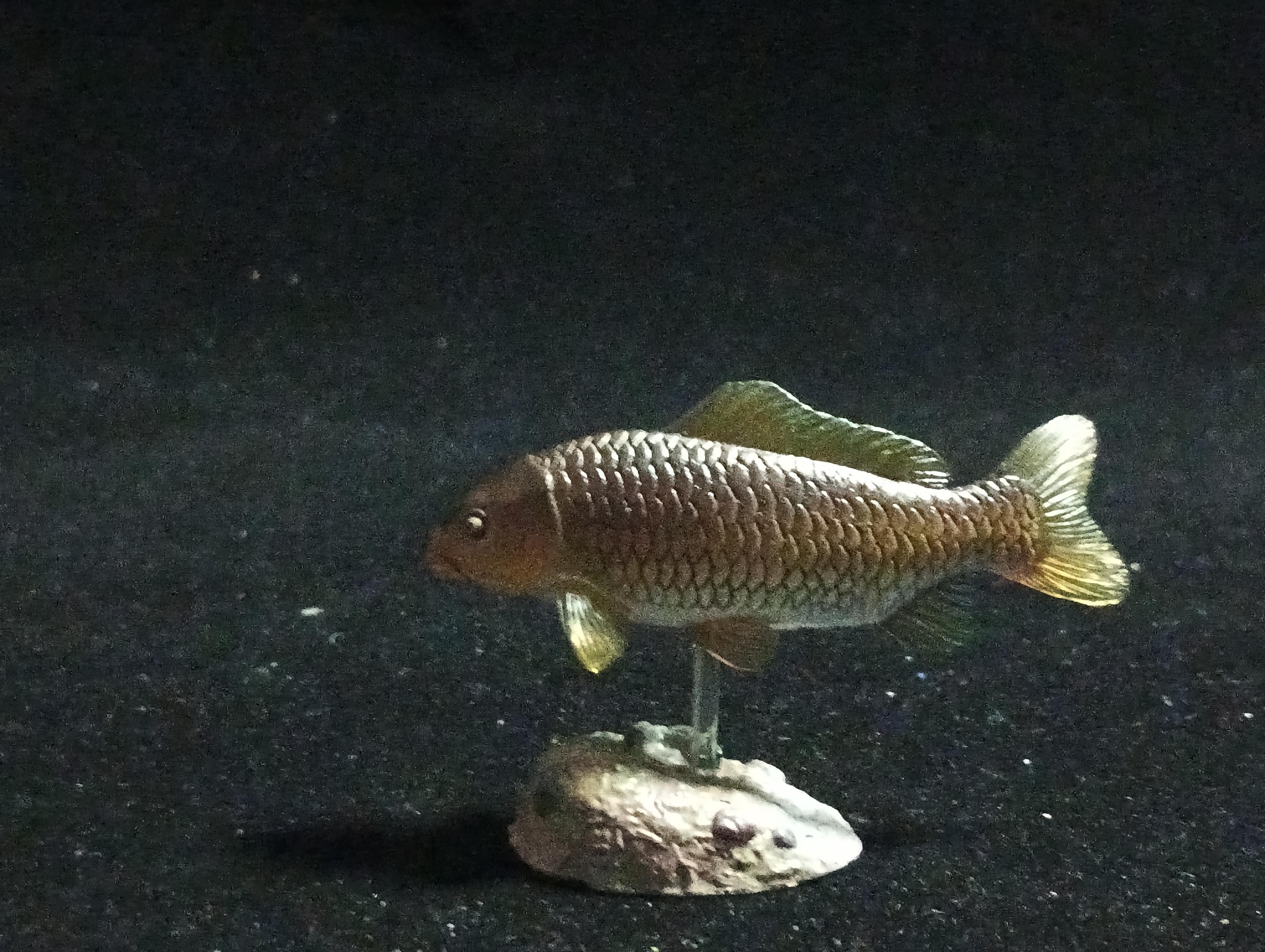 Freshwater Fish Encyclopedia 2: Cyprinus carpio, River Fish, Yujin