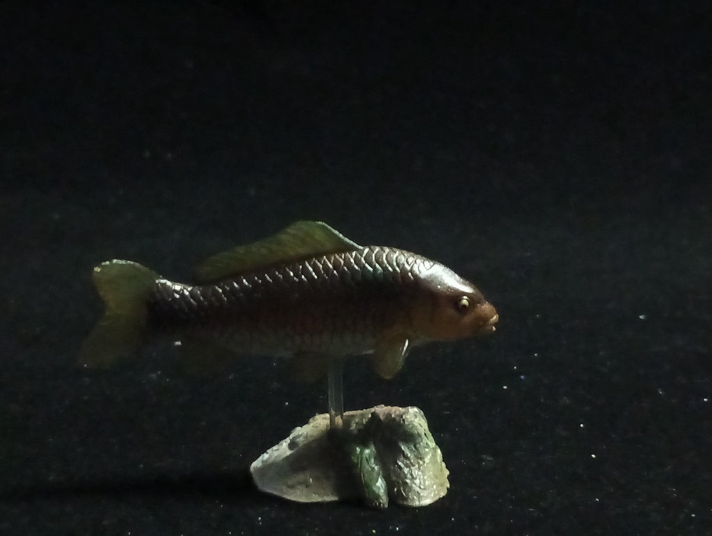 Freshwater Fish Encyclopedia 2: Cyprinus carpio, River Fish, Yujin