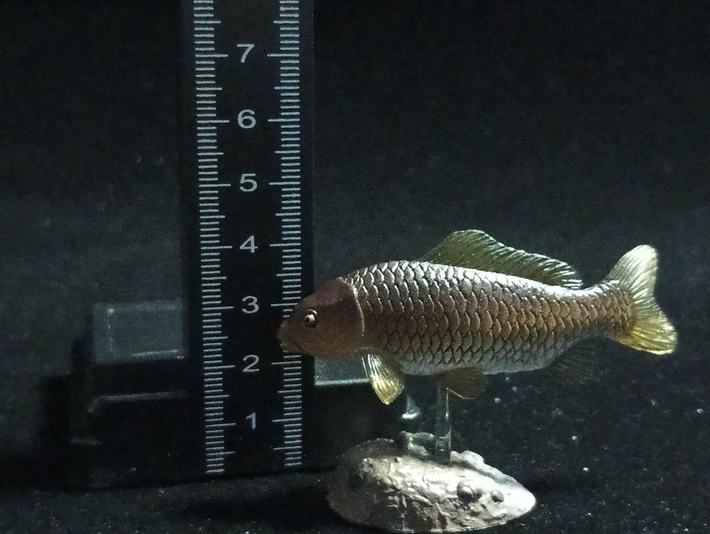 Freshwater Fish Encyclopedia 2: Cyprinus carpio, River Fish, Yujin