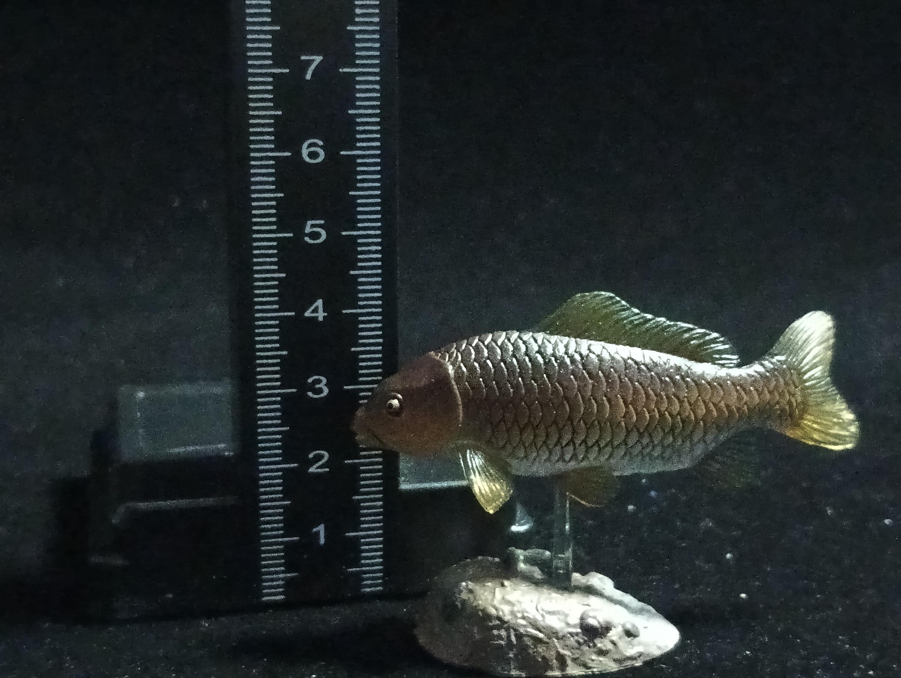 Freshwater Fish Encyclopedia 2: Cyprinus carpio, River Fish, Yujin