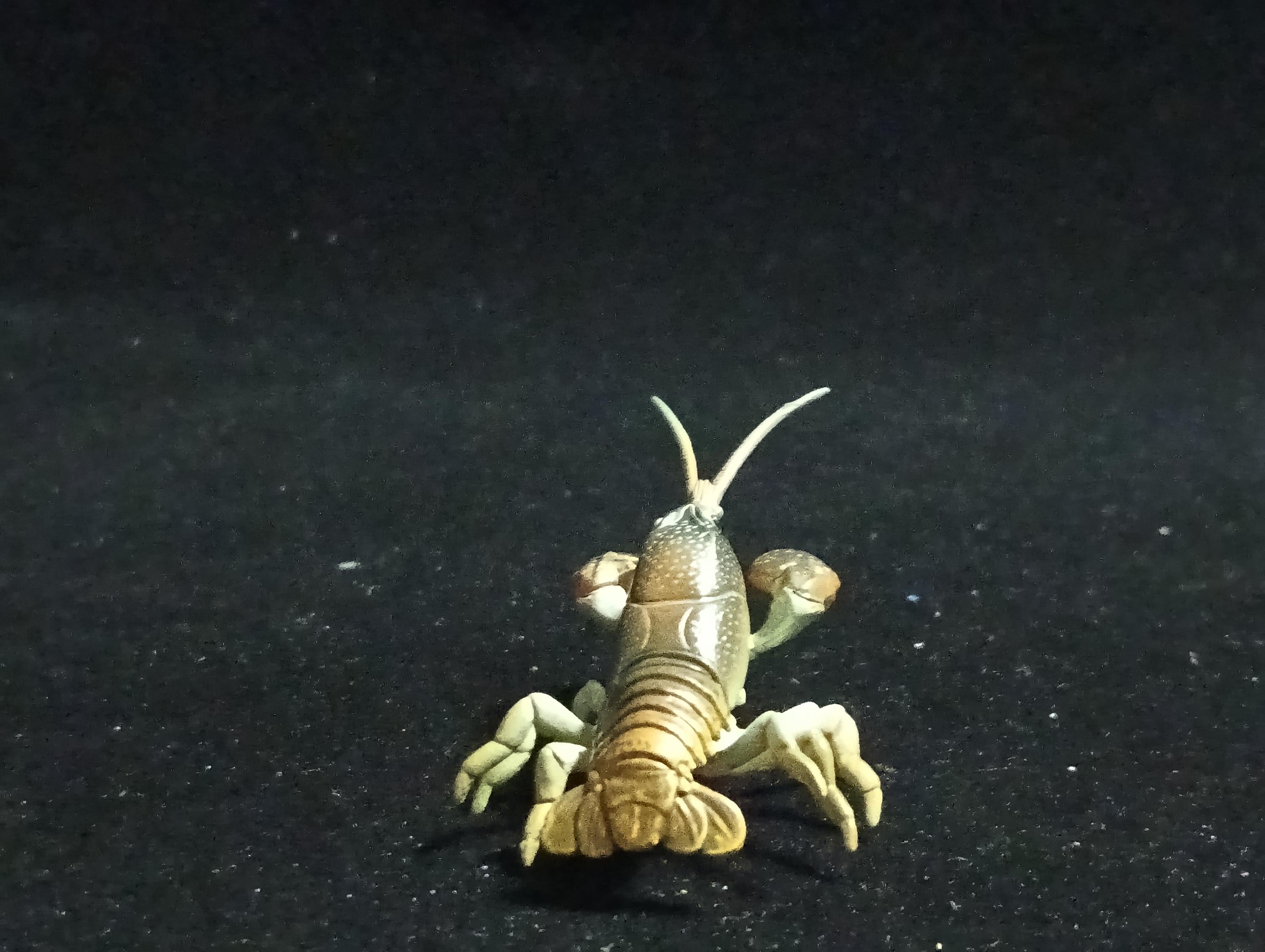 Yujin Takara Kaiyodo Retired Japan Exclusive Japanese crayfish Secret item