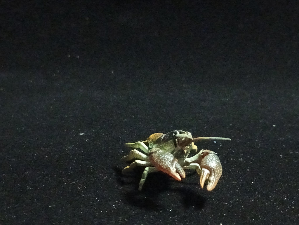 Yujin Takara Kaiyodo Retired Japan Exclusive Japanese crayfish Secret item