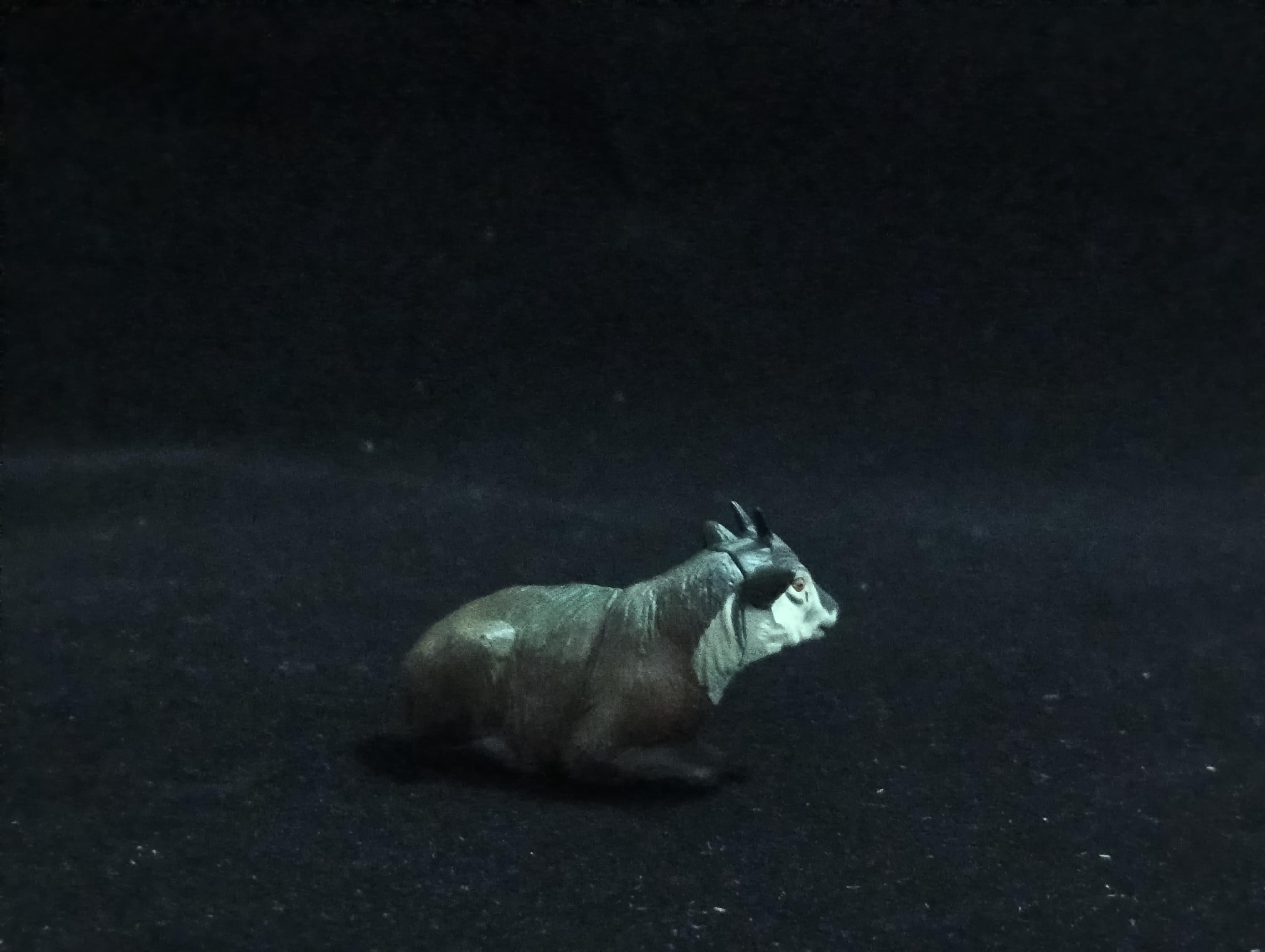 Miniature Capricornis crispus Figurine - Furuta