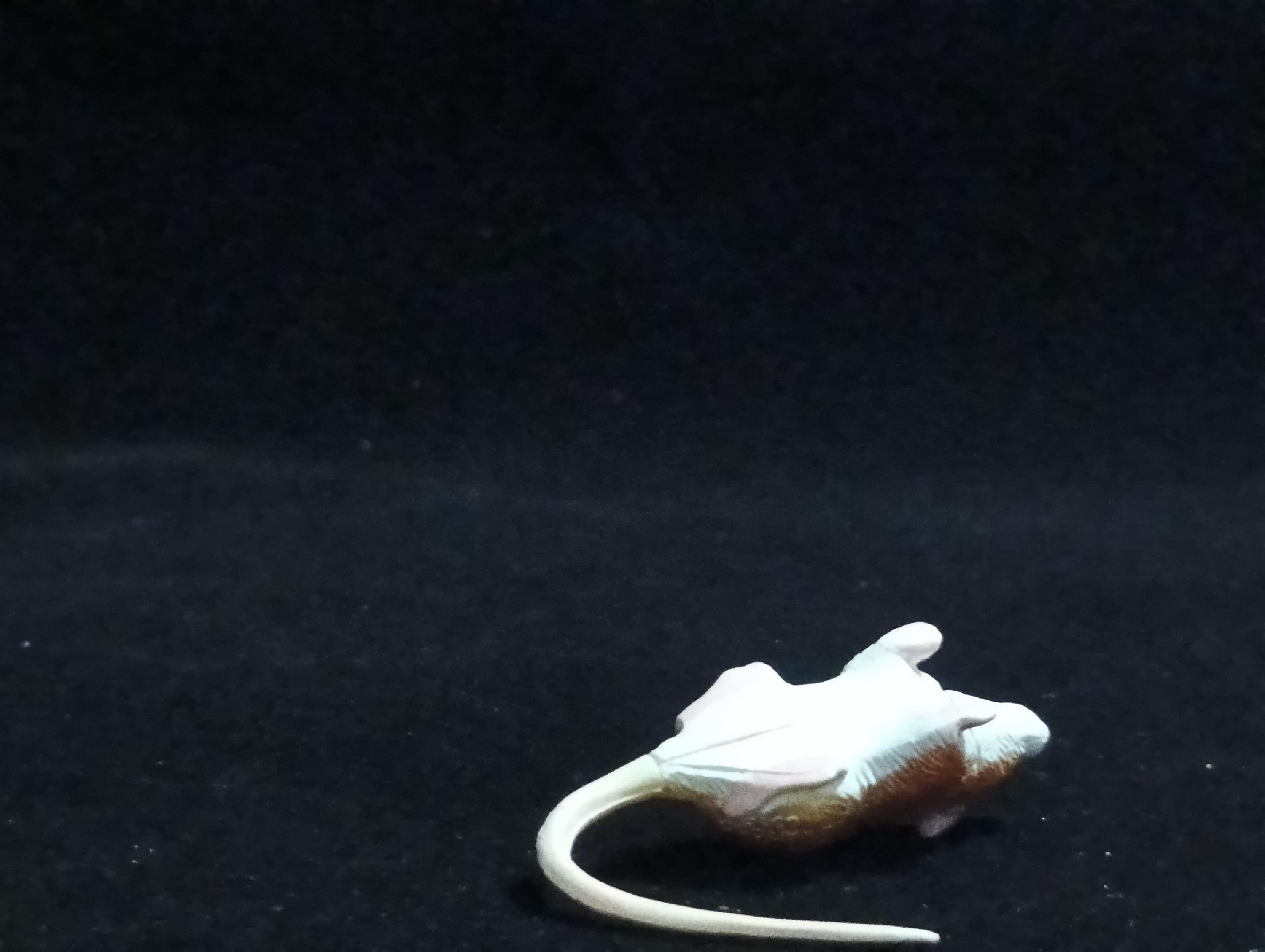 Miniature Japanese field mouse Figurine - Furuta