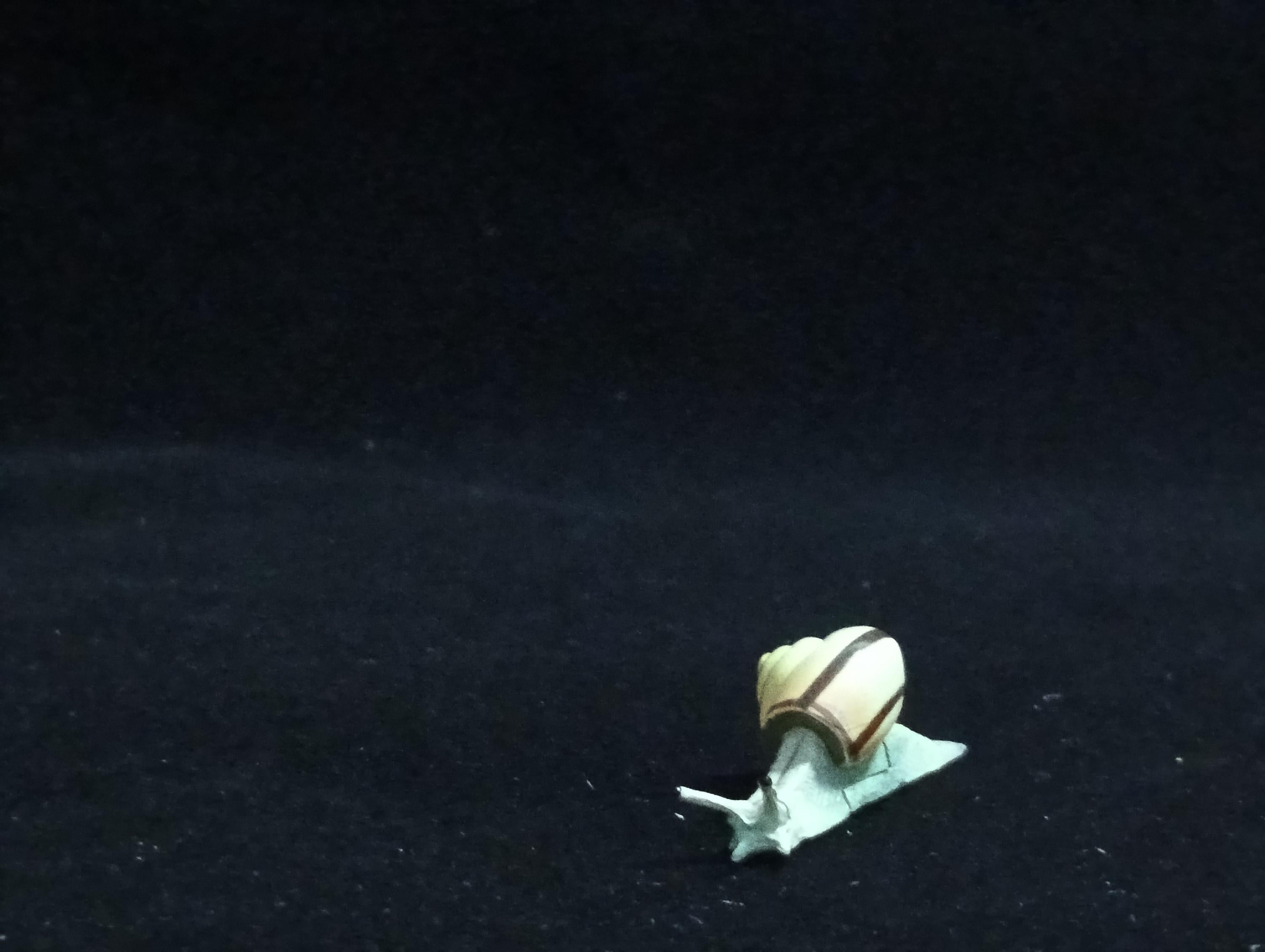 Miniature Amalia snail Figurine - Furuta