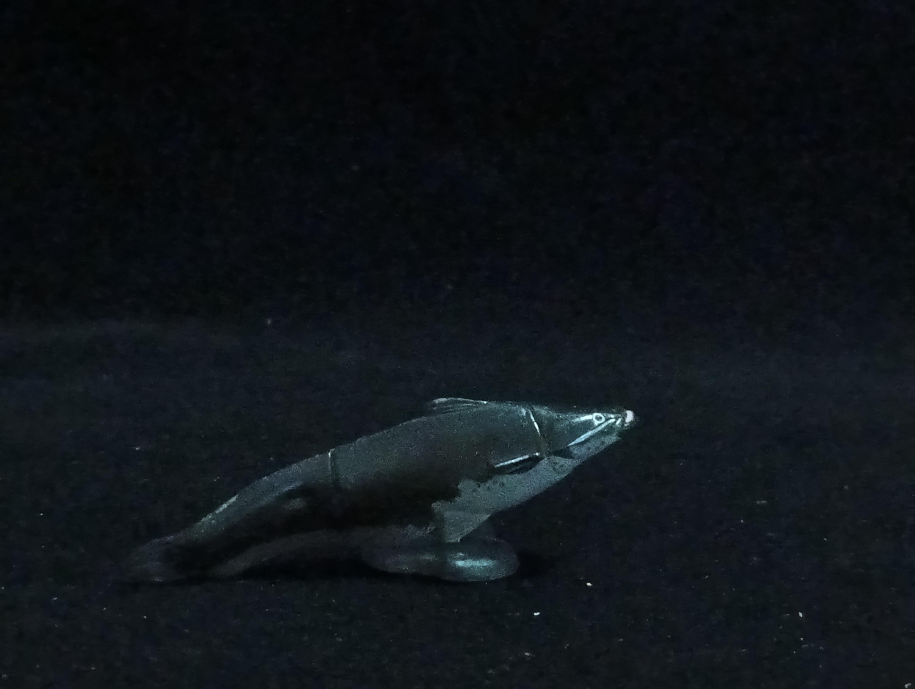 Miniature Biwako giant catfish Figurine - Furuta