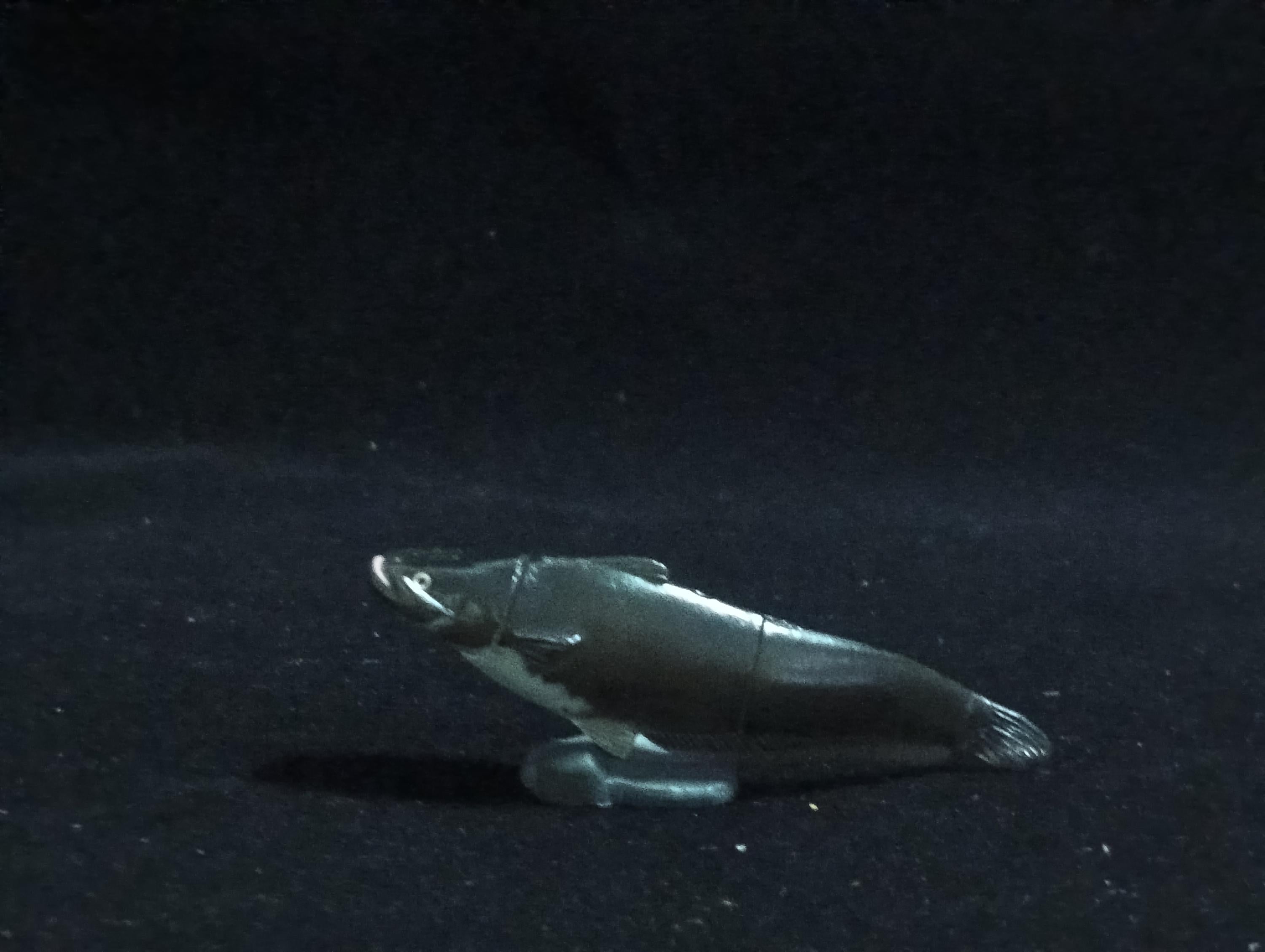Miniature Biwako giant catfish Figurine - Furuta